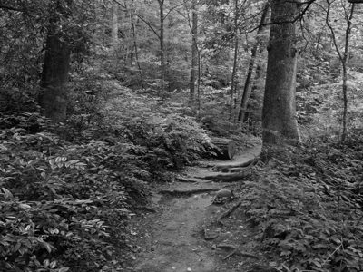 Chattahoochee National Forest 2