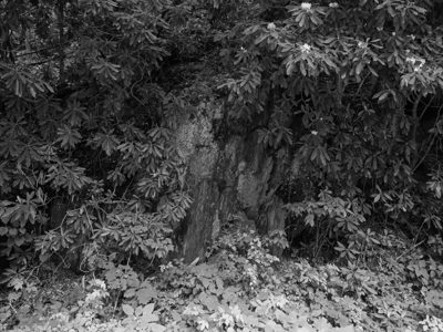 Nantahala National Forest 6