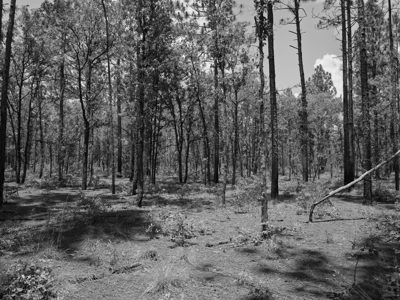 Ohoopee Dunes Wildlife Management Area 3