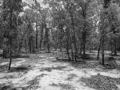 Ohoopee Dunes Wildlife Management Area 7