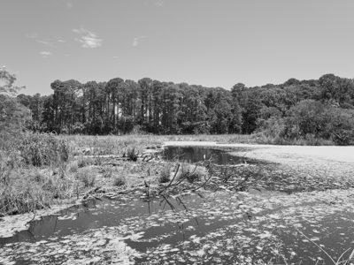Pinckney Island National Wildlife Refuge 4