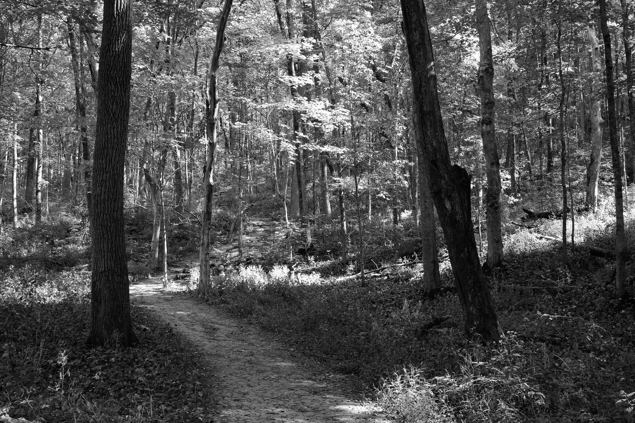 Bender Mountain Nature Preserve II