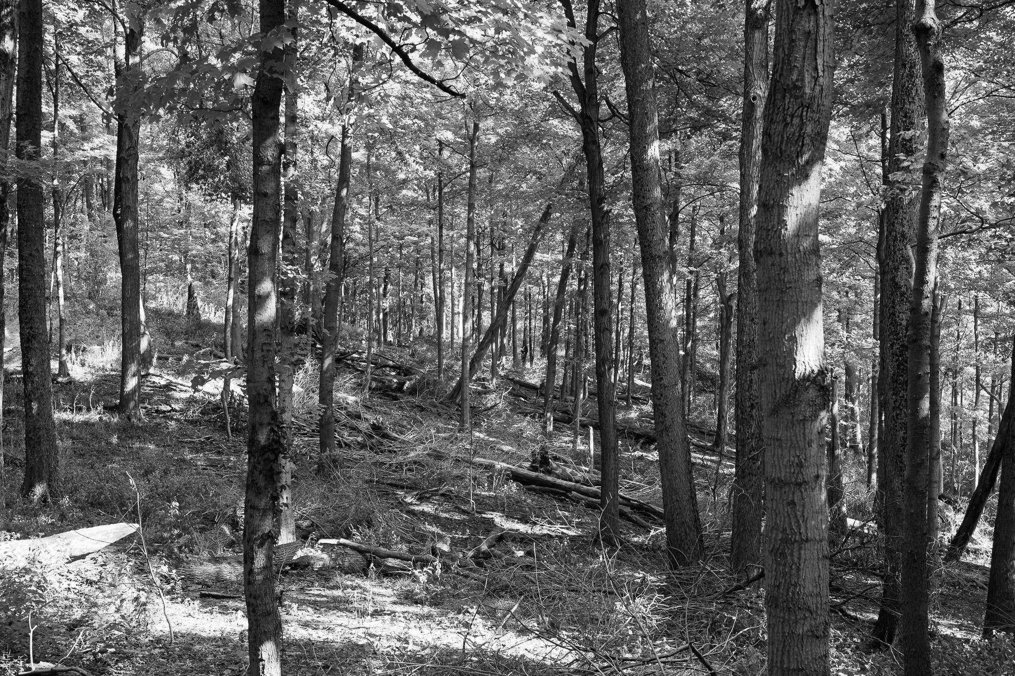 Bender Mountain Nature Preserve III