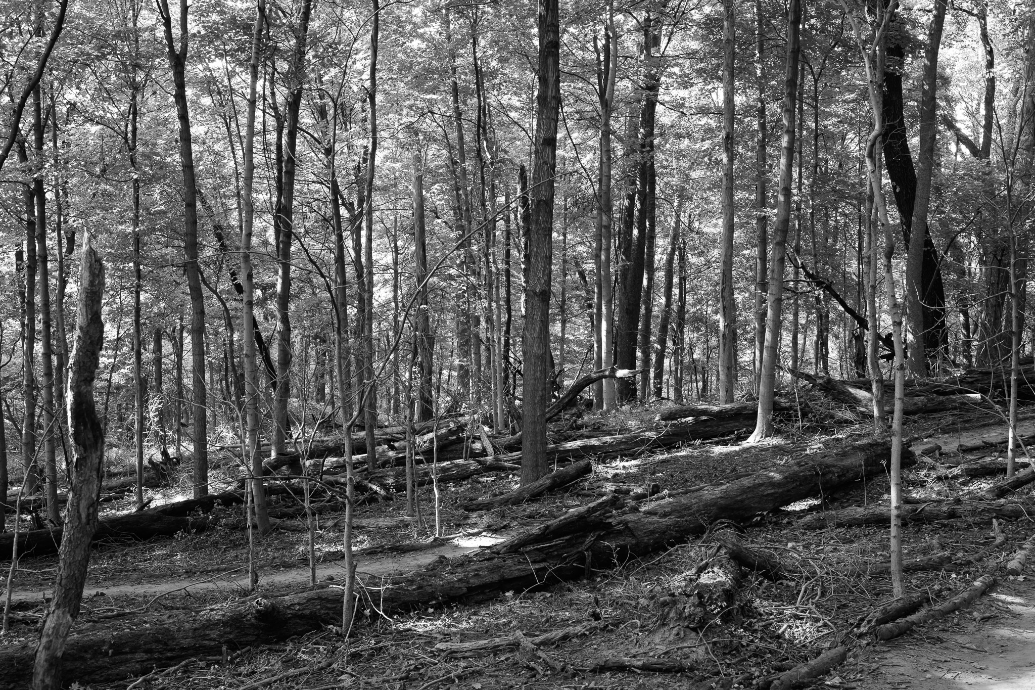 Bender Mountain Nature Preserve IV