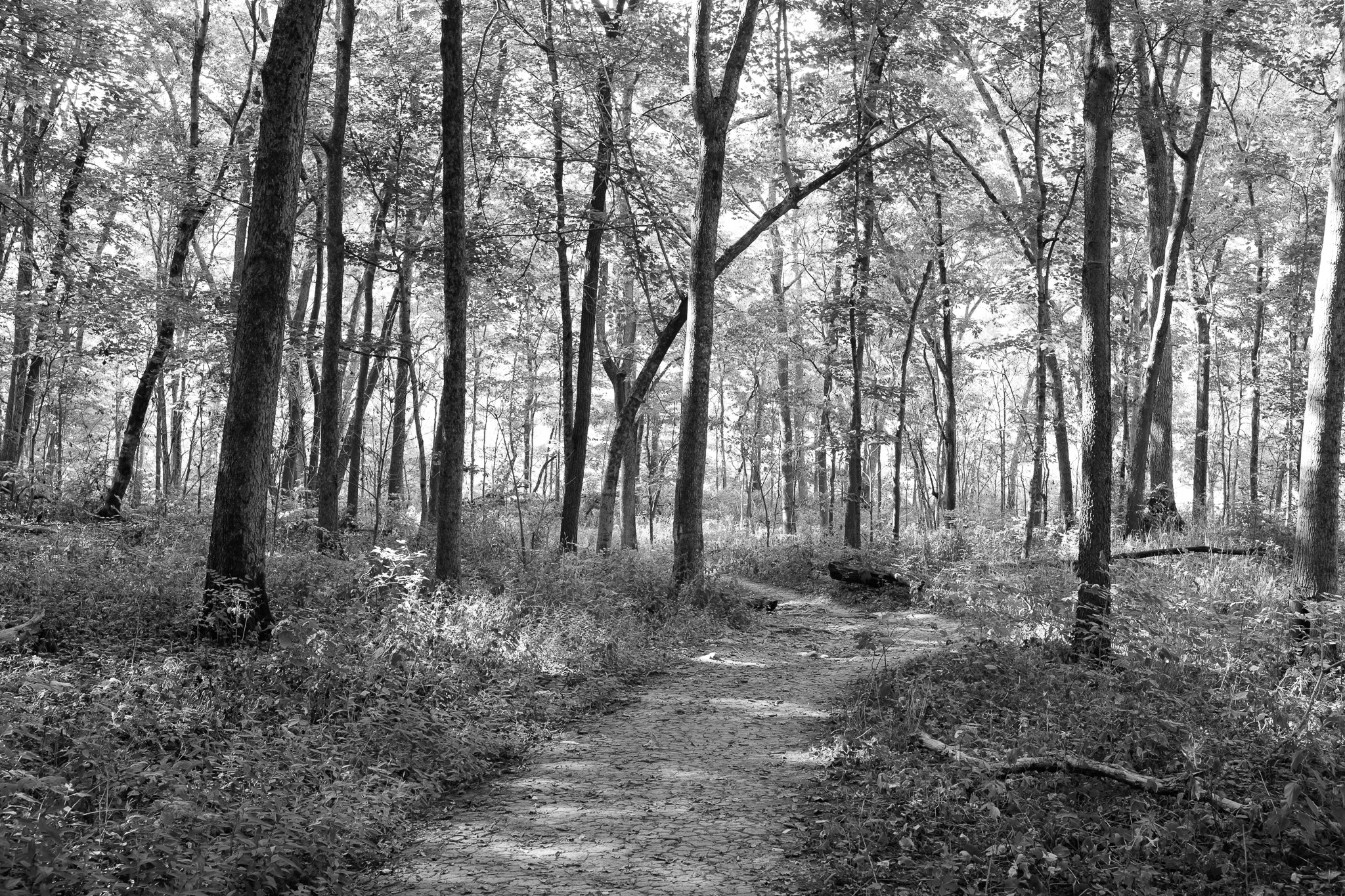Bender Mountain Nature Preserve V