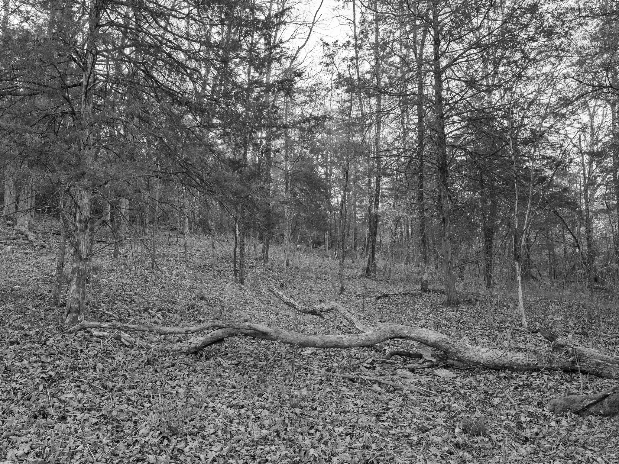 Big Bone Lick State Historic Site I