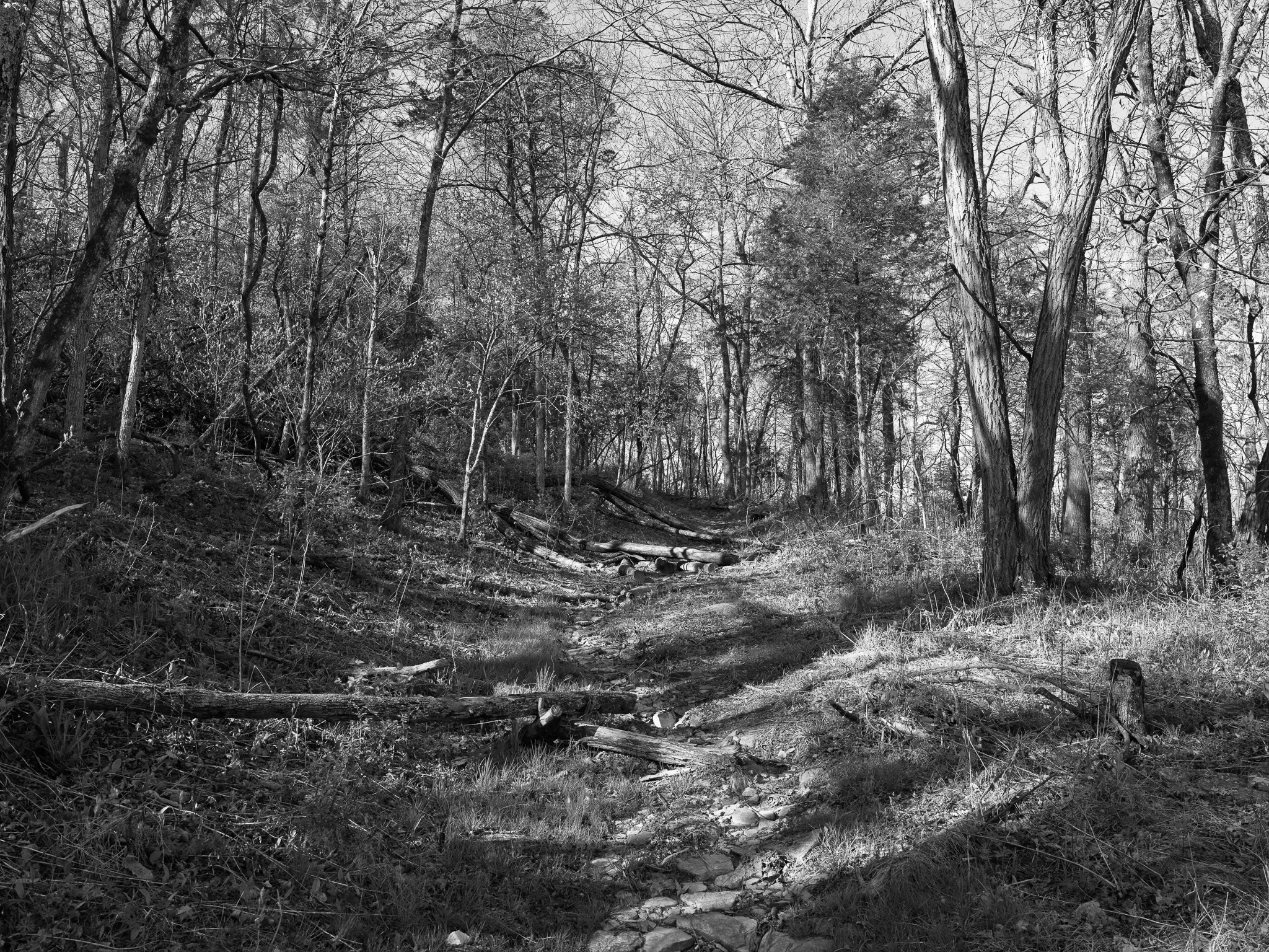 Big Bone Lick State Historic Site III