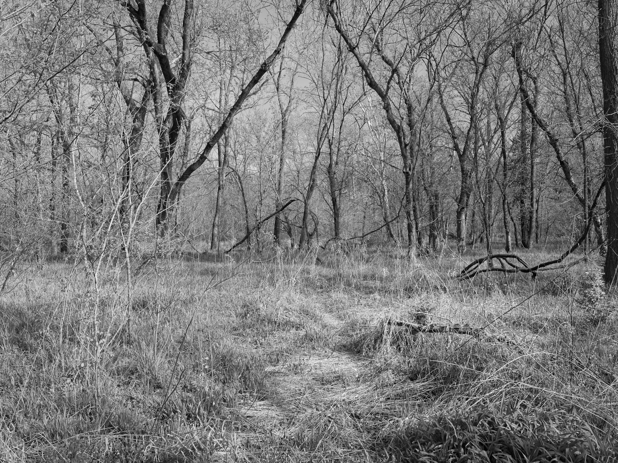 Big Bone Lick State Historic Site V