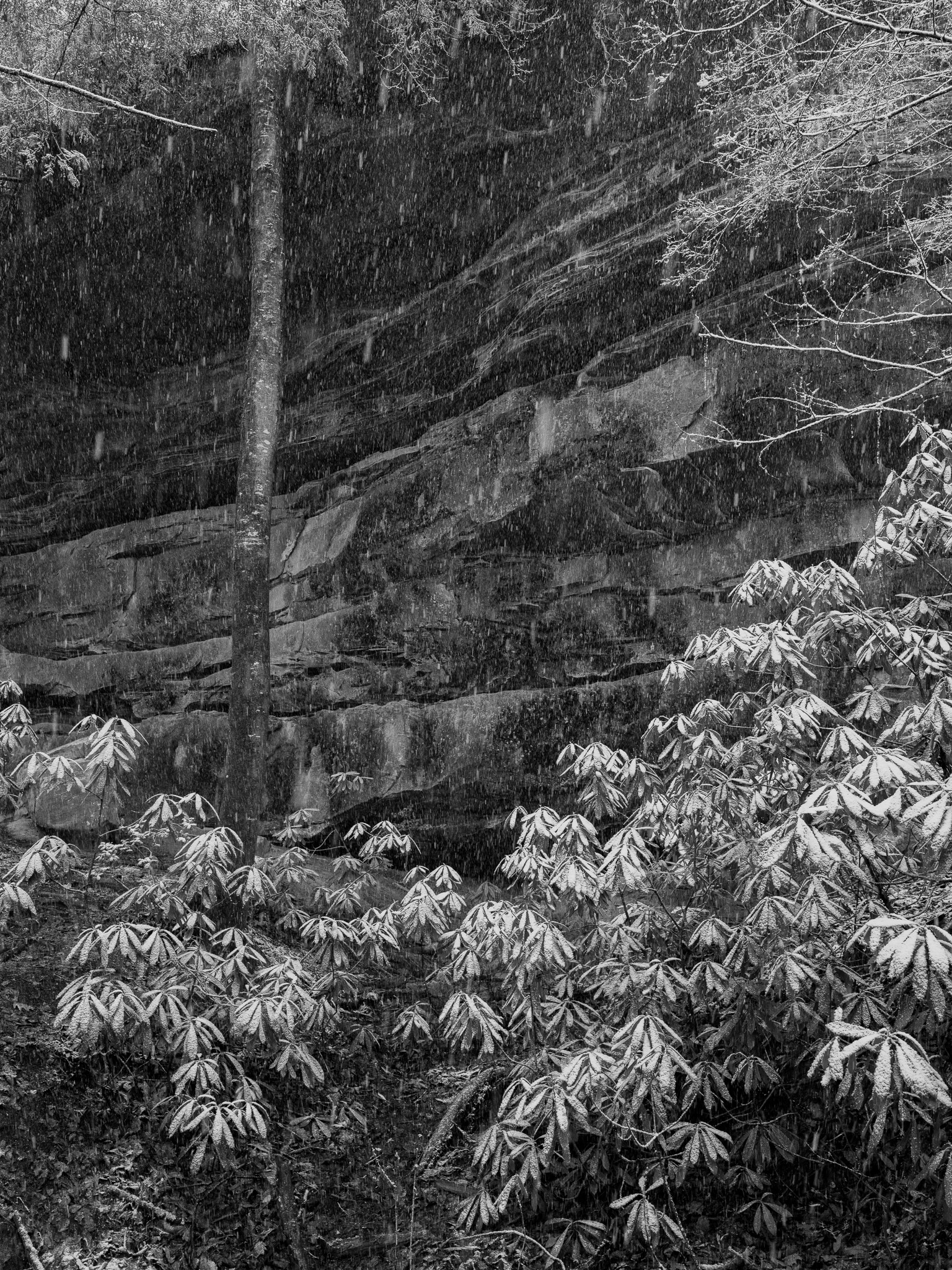 Big South Fork National River and Recreation Area V