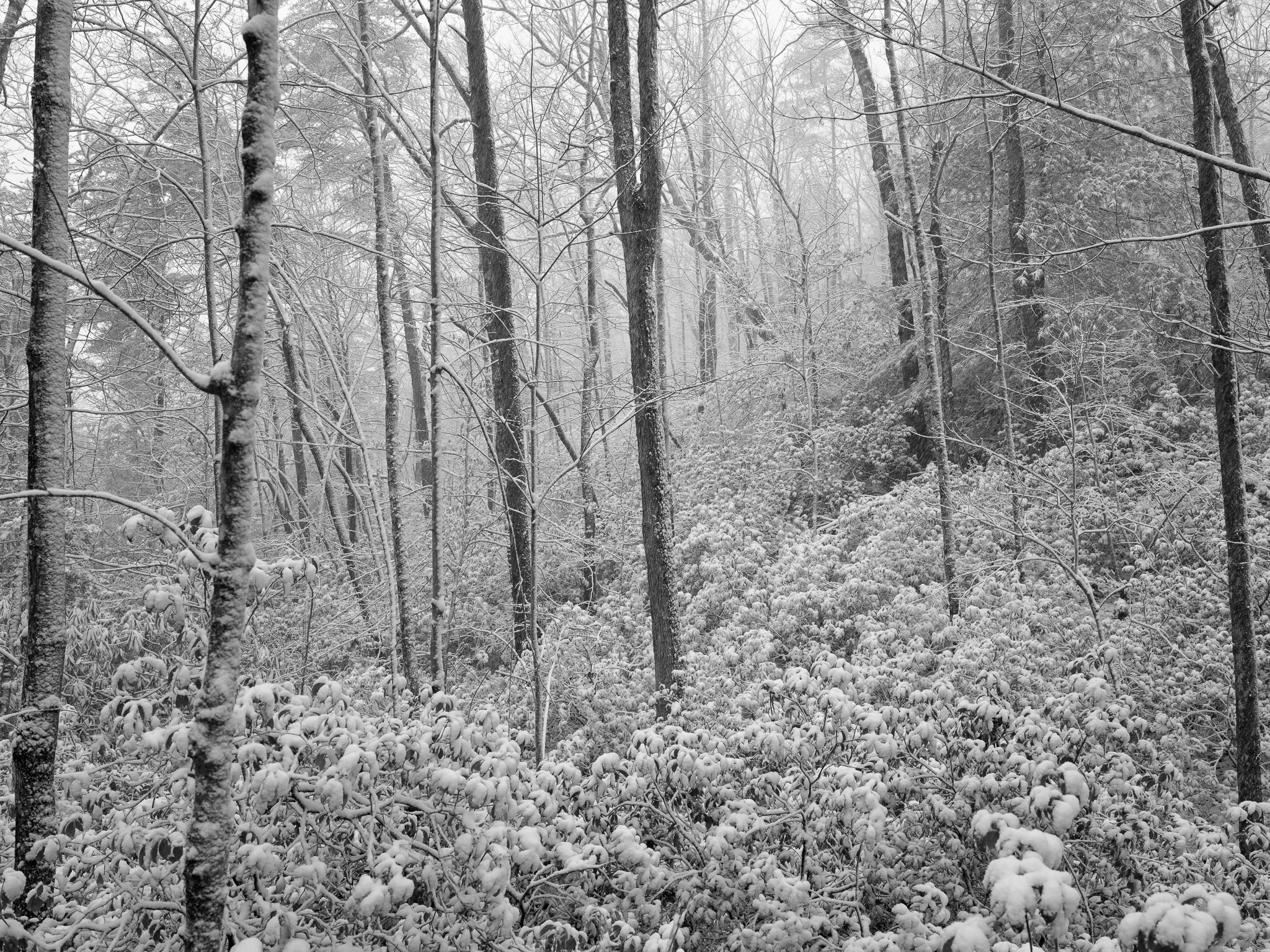 Big South Fork National River and Recreation Area VI