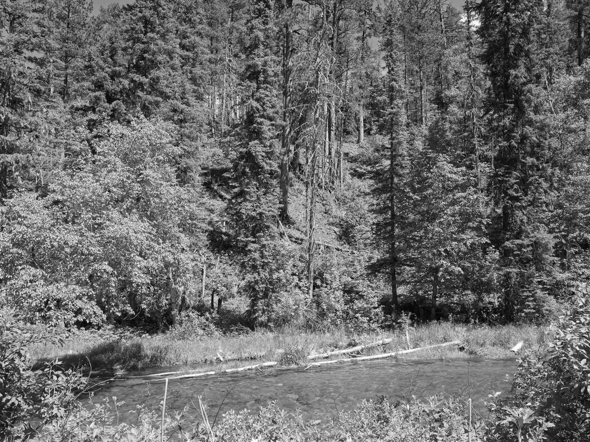 Black Hills National Forest 1