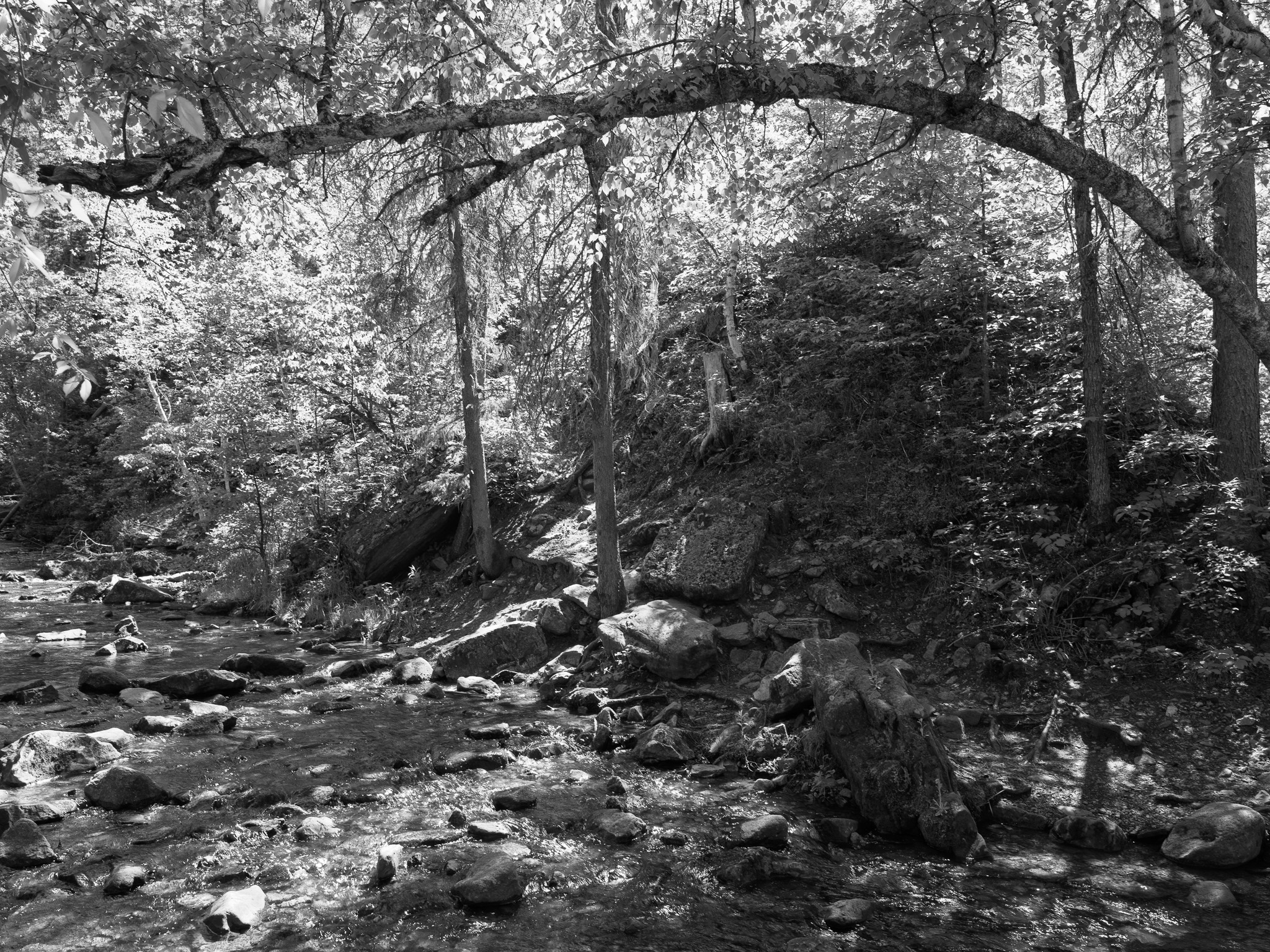 Black Hills National Forest 3