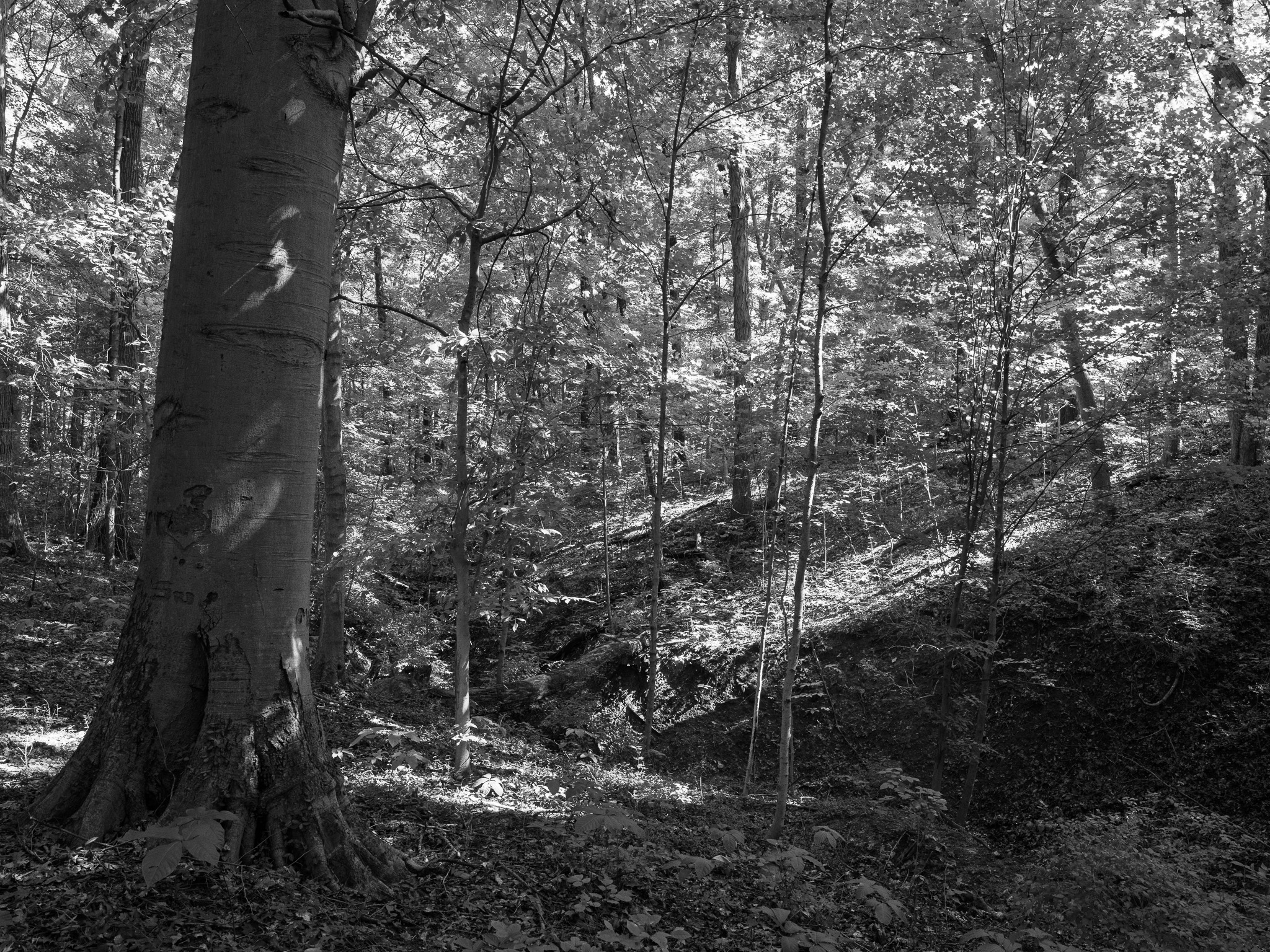 Caldwell Nature Preserve 1