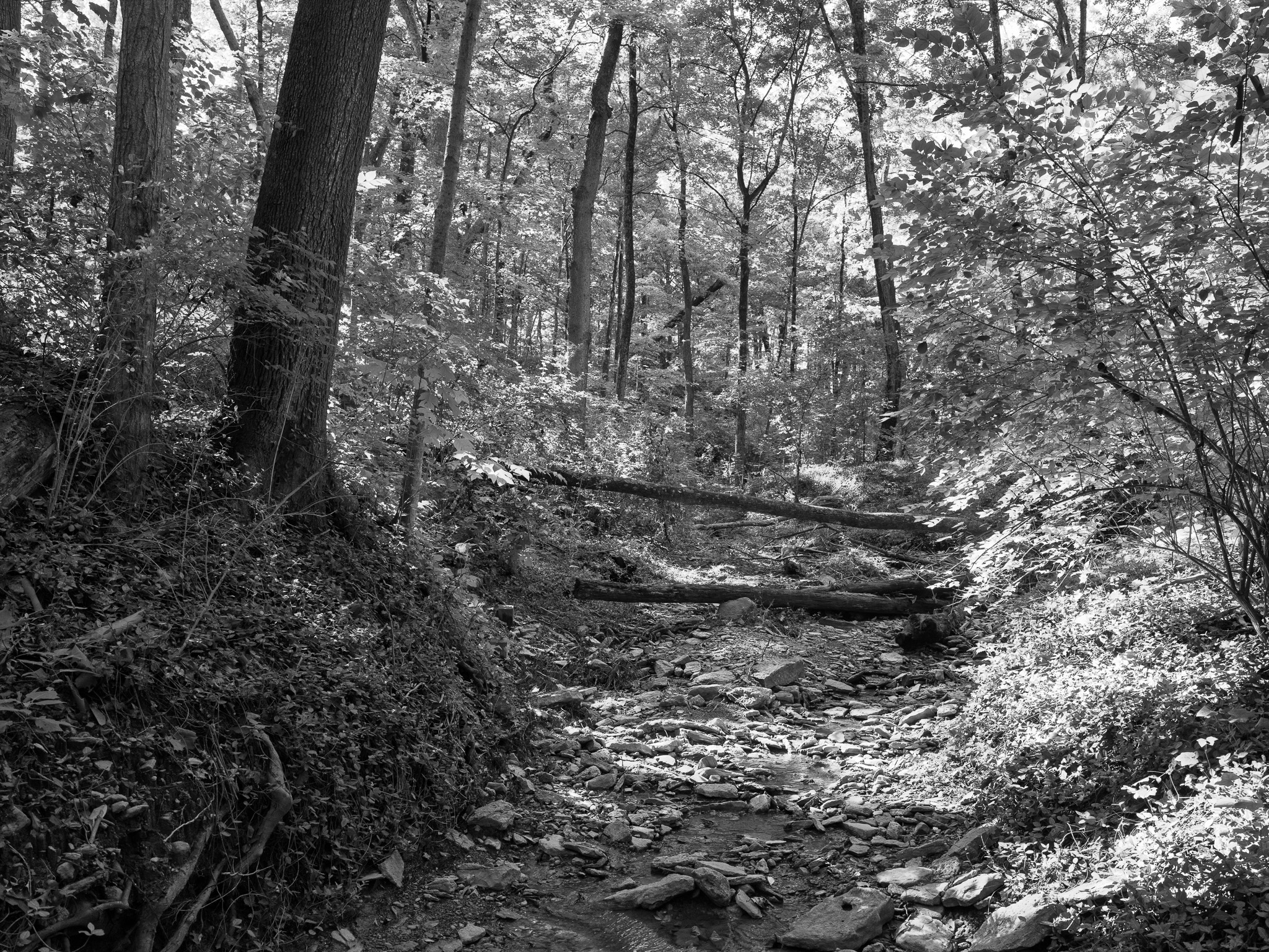 Caldwell Nature Preserve 5