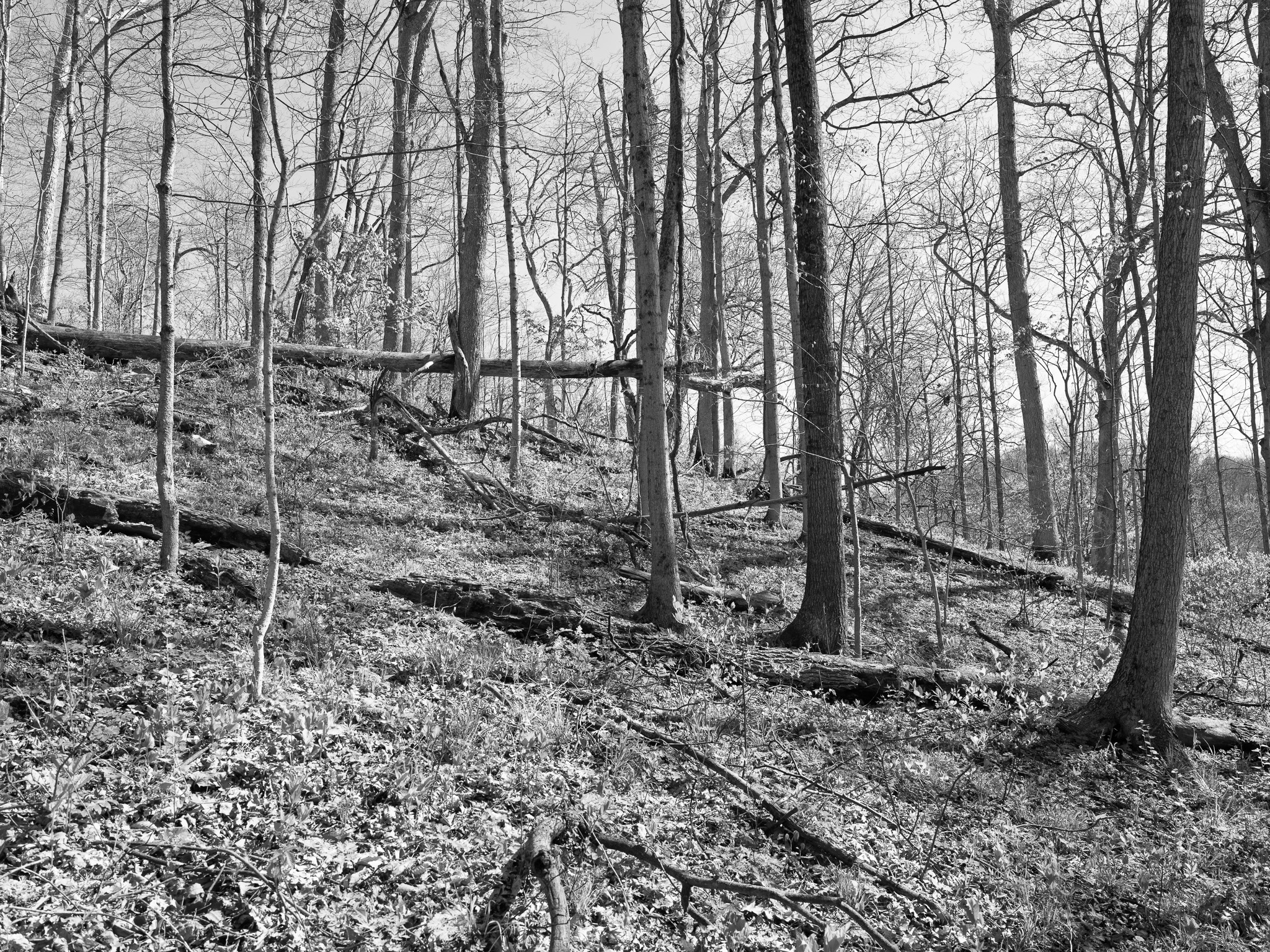 Dinsmore Woods State Nature Preserve I