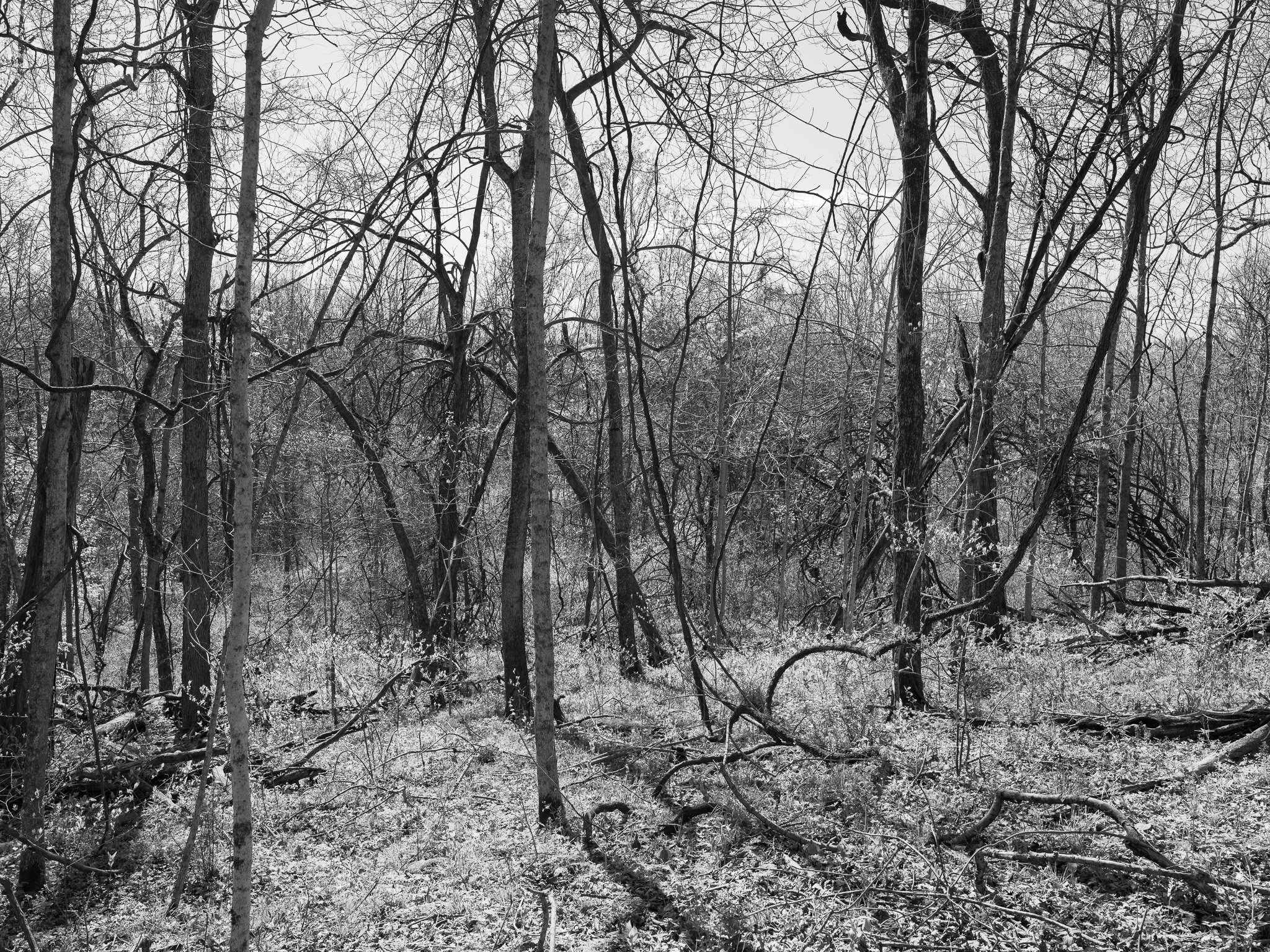 Dinsmore Woods State Nature Preserve II