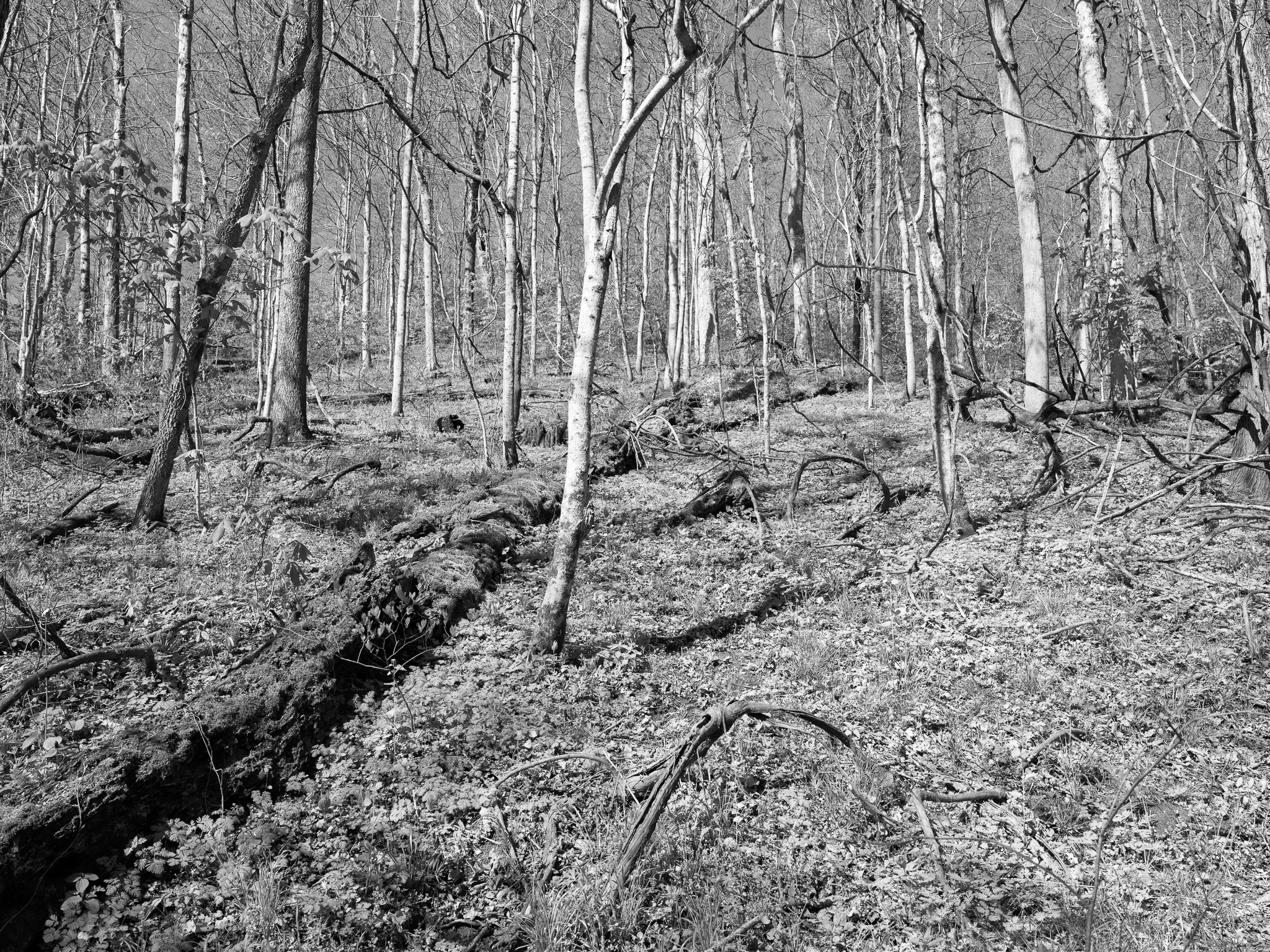 Dinsmore Woods State Nature Preserve III