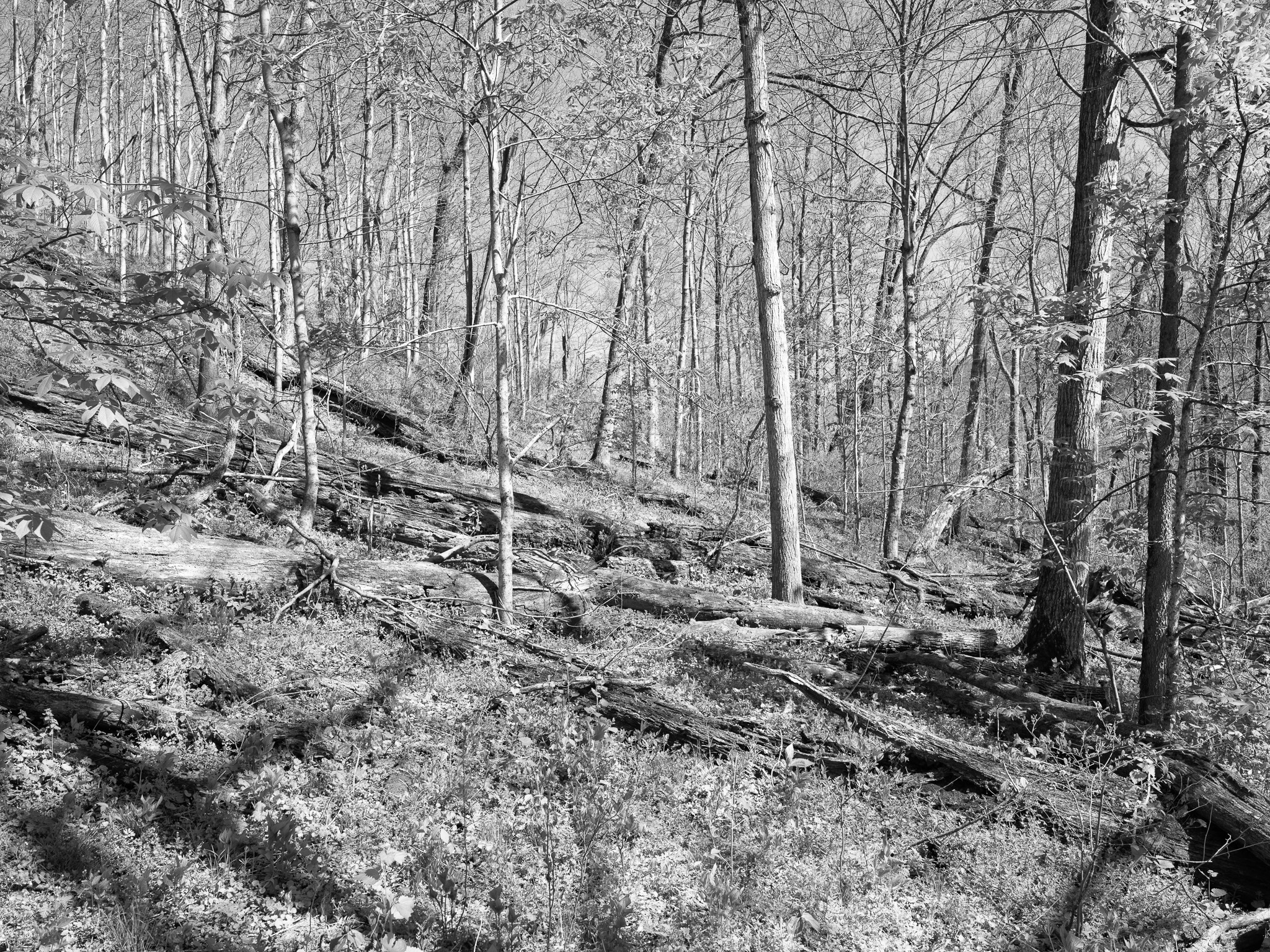 Dinsmore Woods State Nature Preserve IV