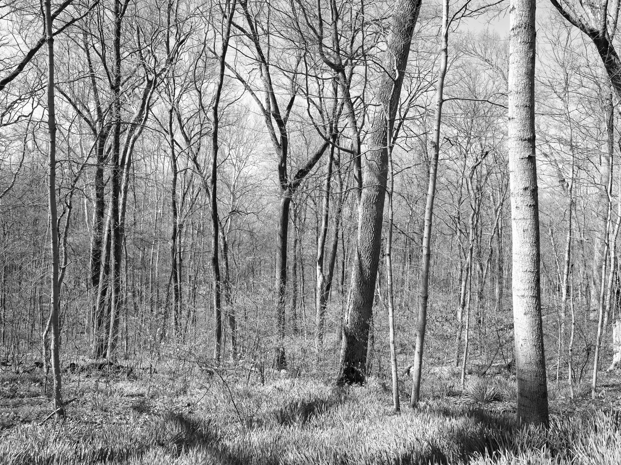 Dinsmore Woods State Nature Preserve V