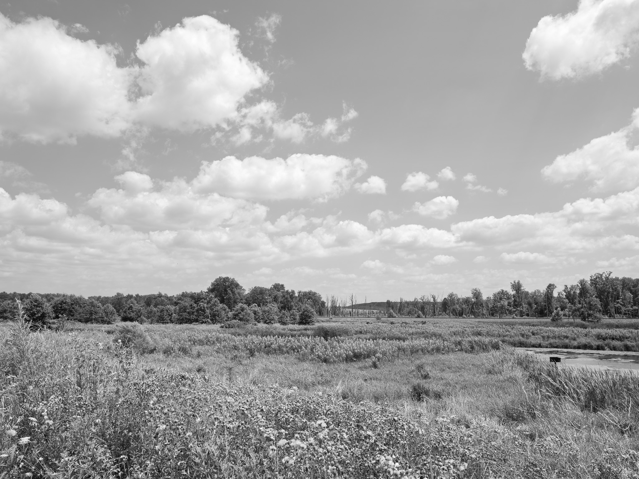 Eagle Marsh Nature Preserve 5