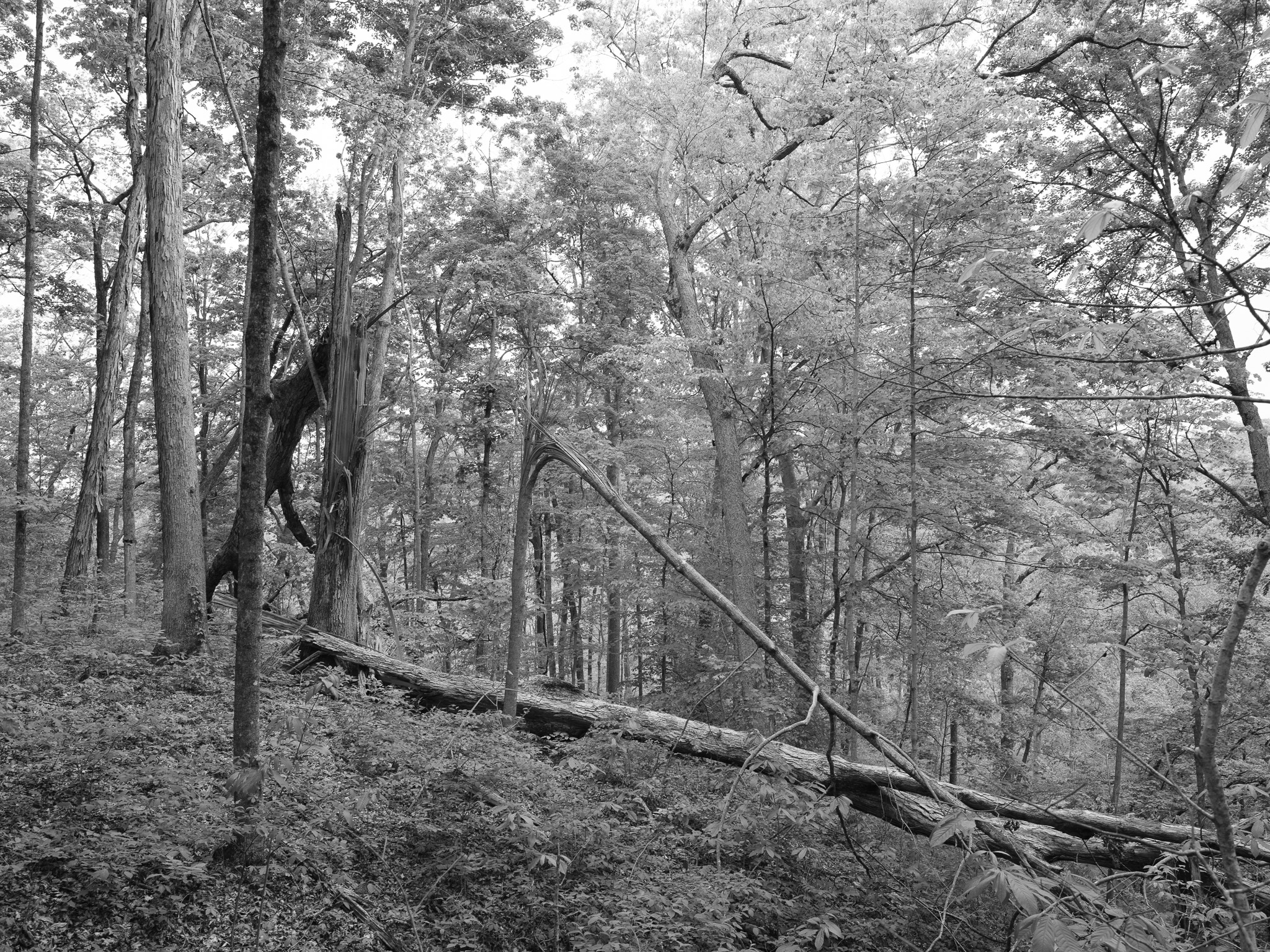 Edge of Appalachia Preserve I