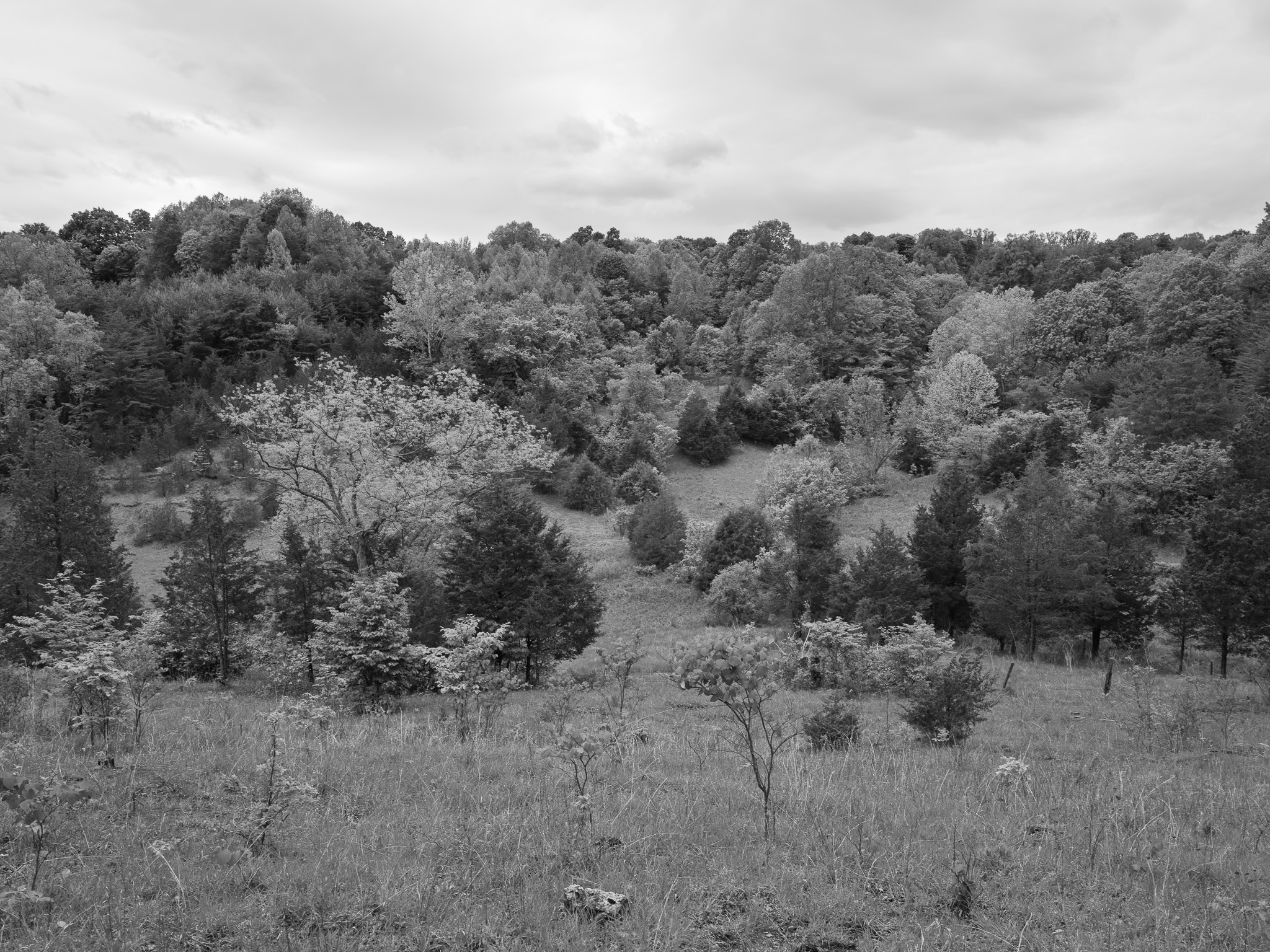 Edge of Appalachia Preserve IV