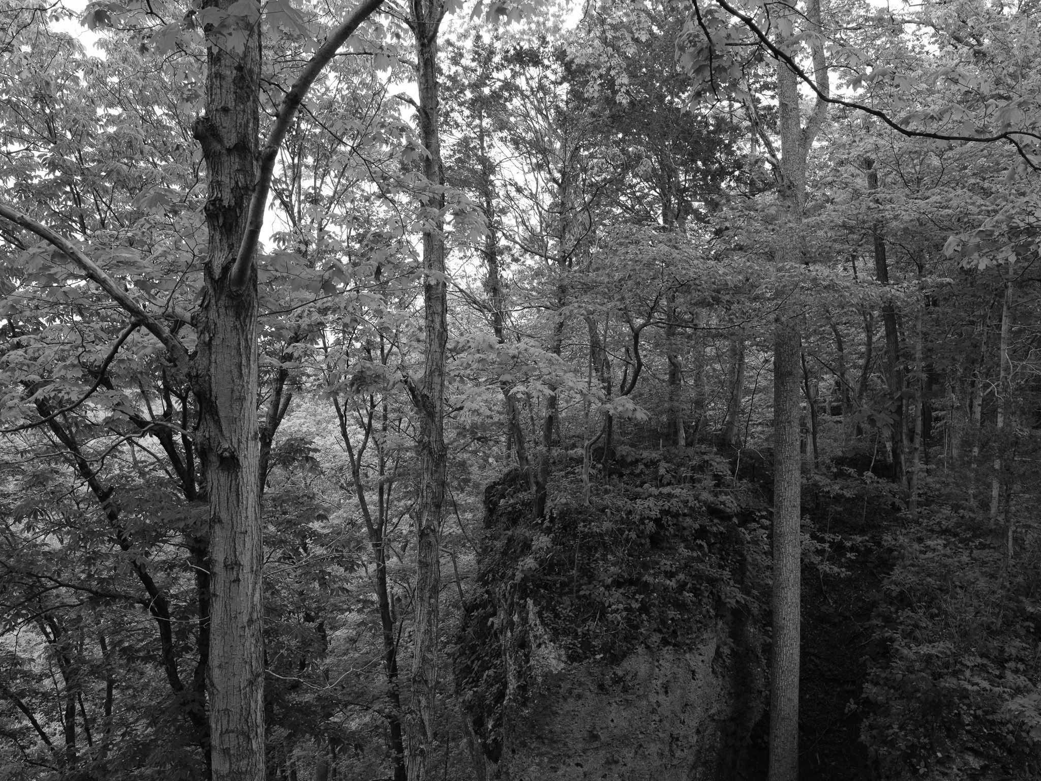 Edge of Appalachia Preserve V