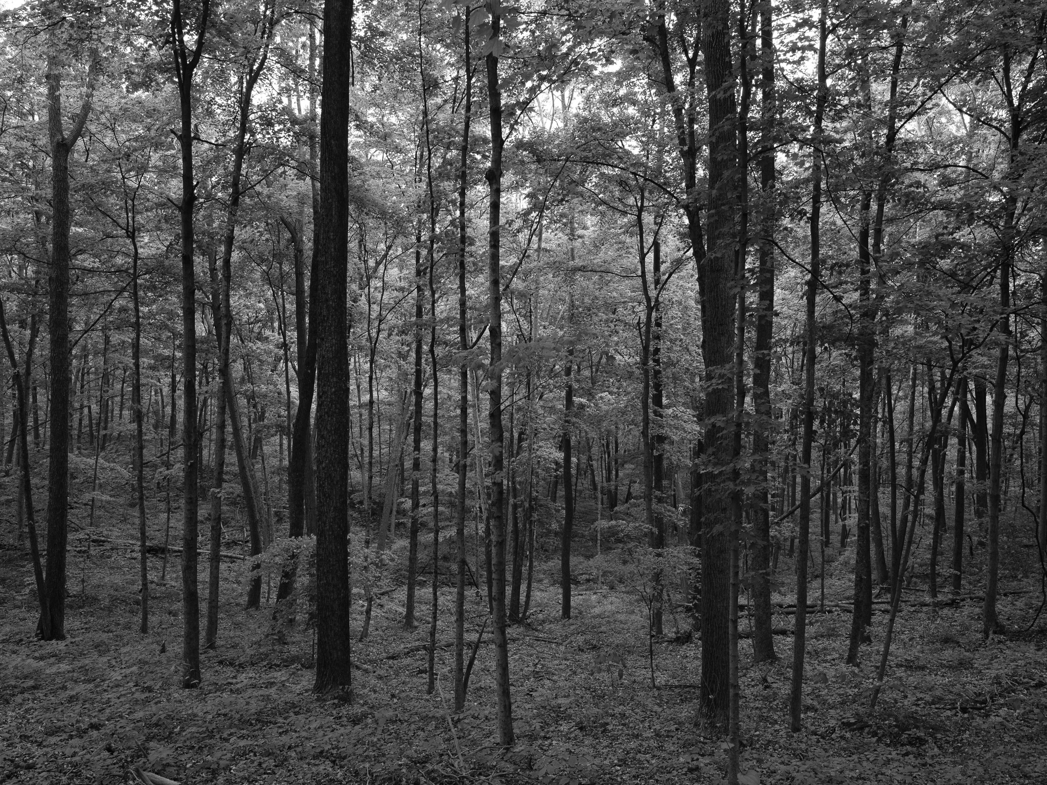 Edge of Appalachia Preserve VII