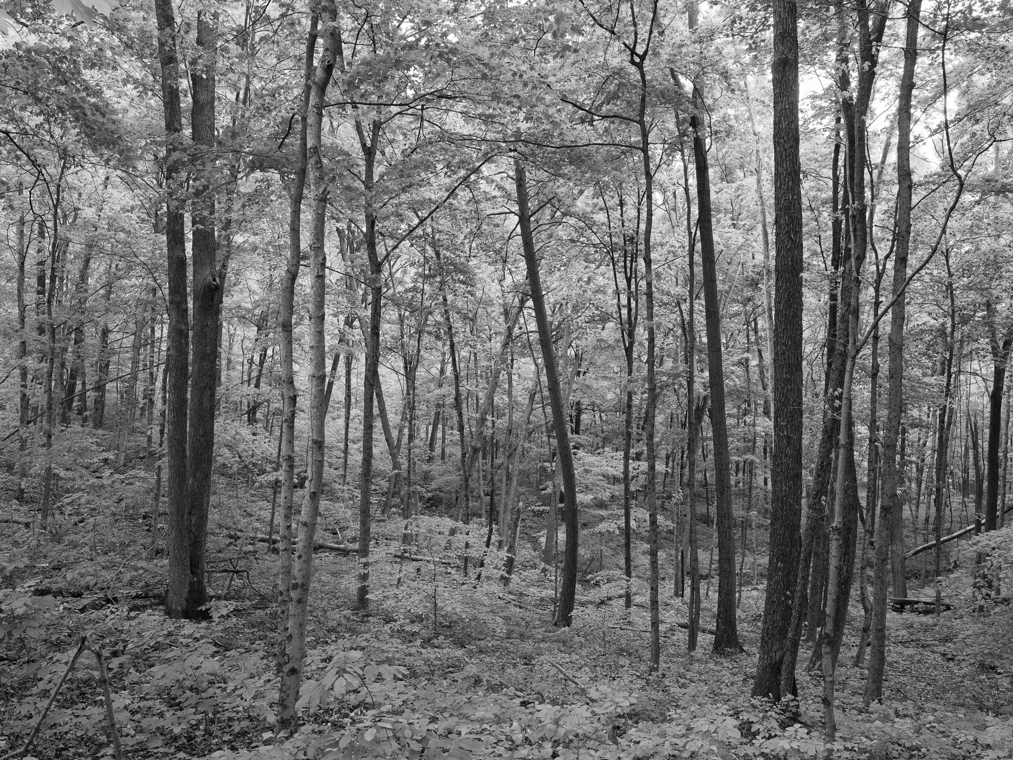 Edge of Appalachia Preserve XI