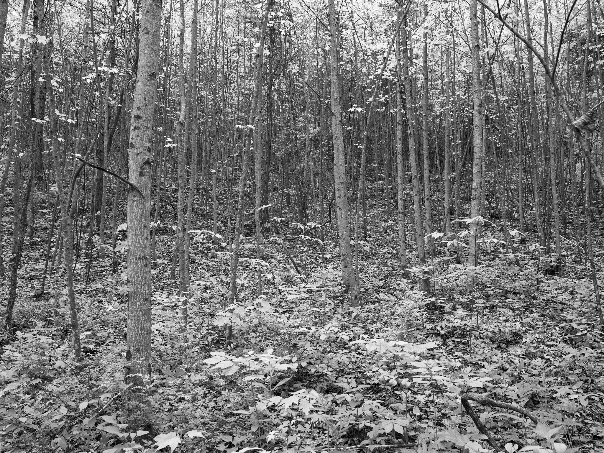 Edge of Appalachia Preserve XII