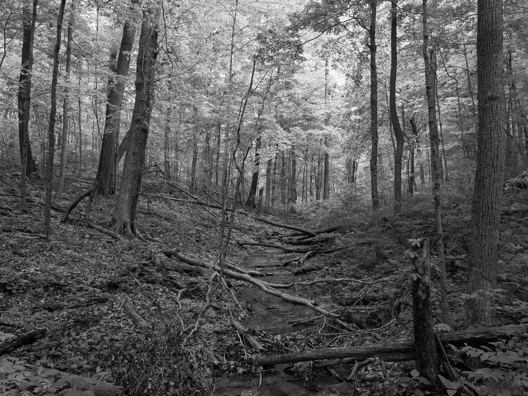 Edge of Appalachia Preserve XVI