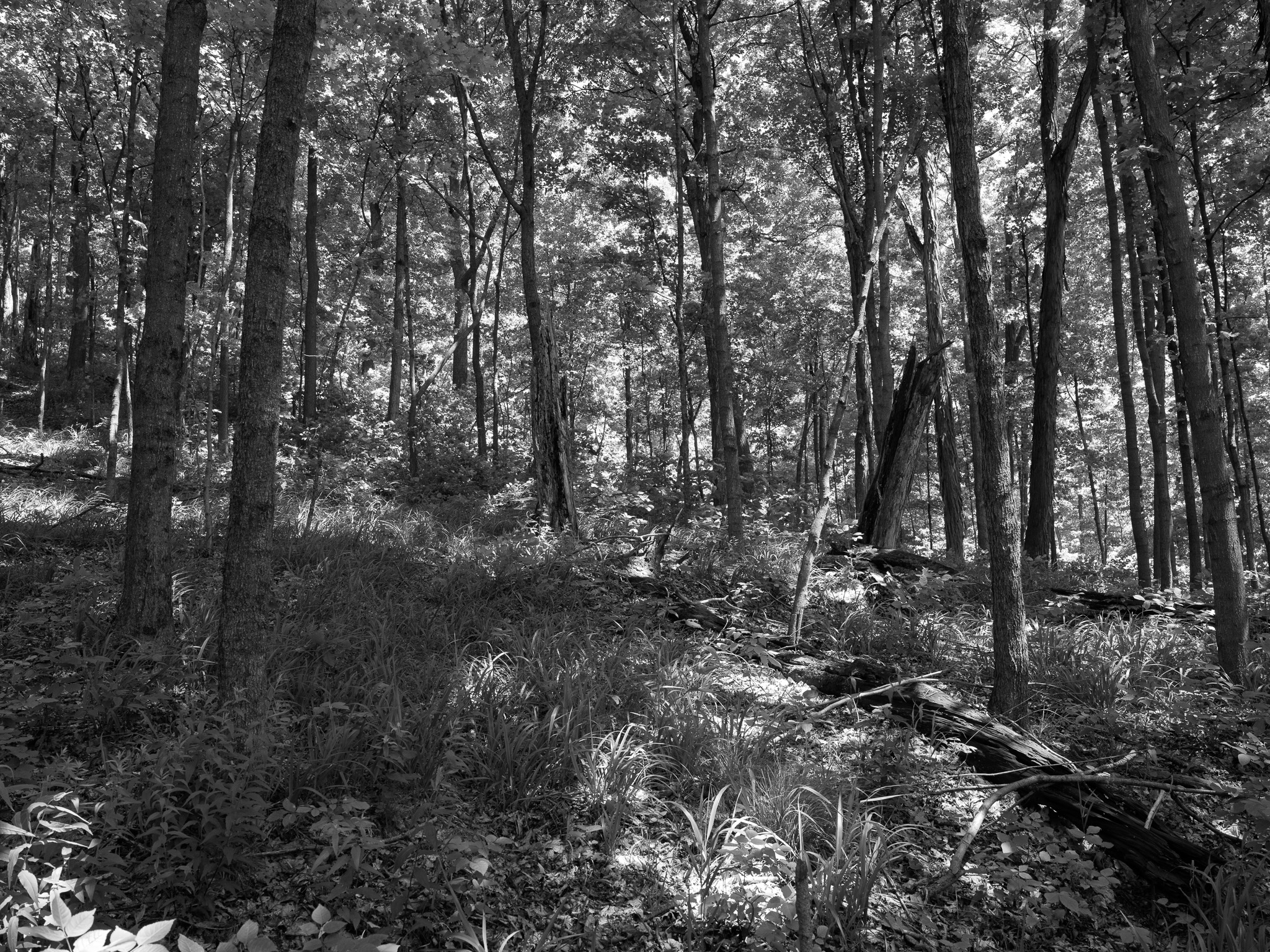 Fort Hill State Memorial 3