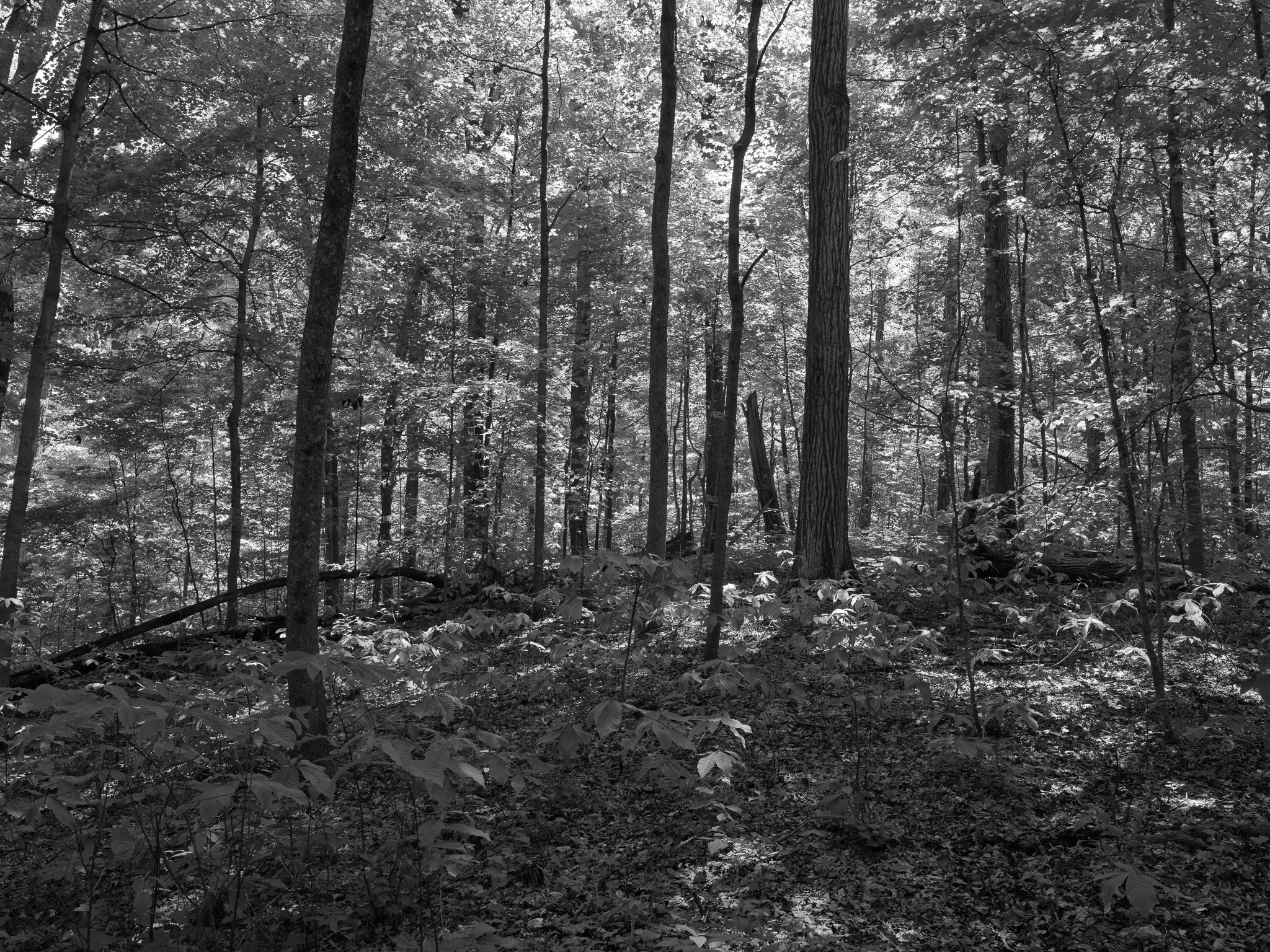 Fort Hill State Memorial 5