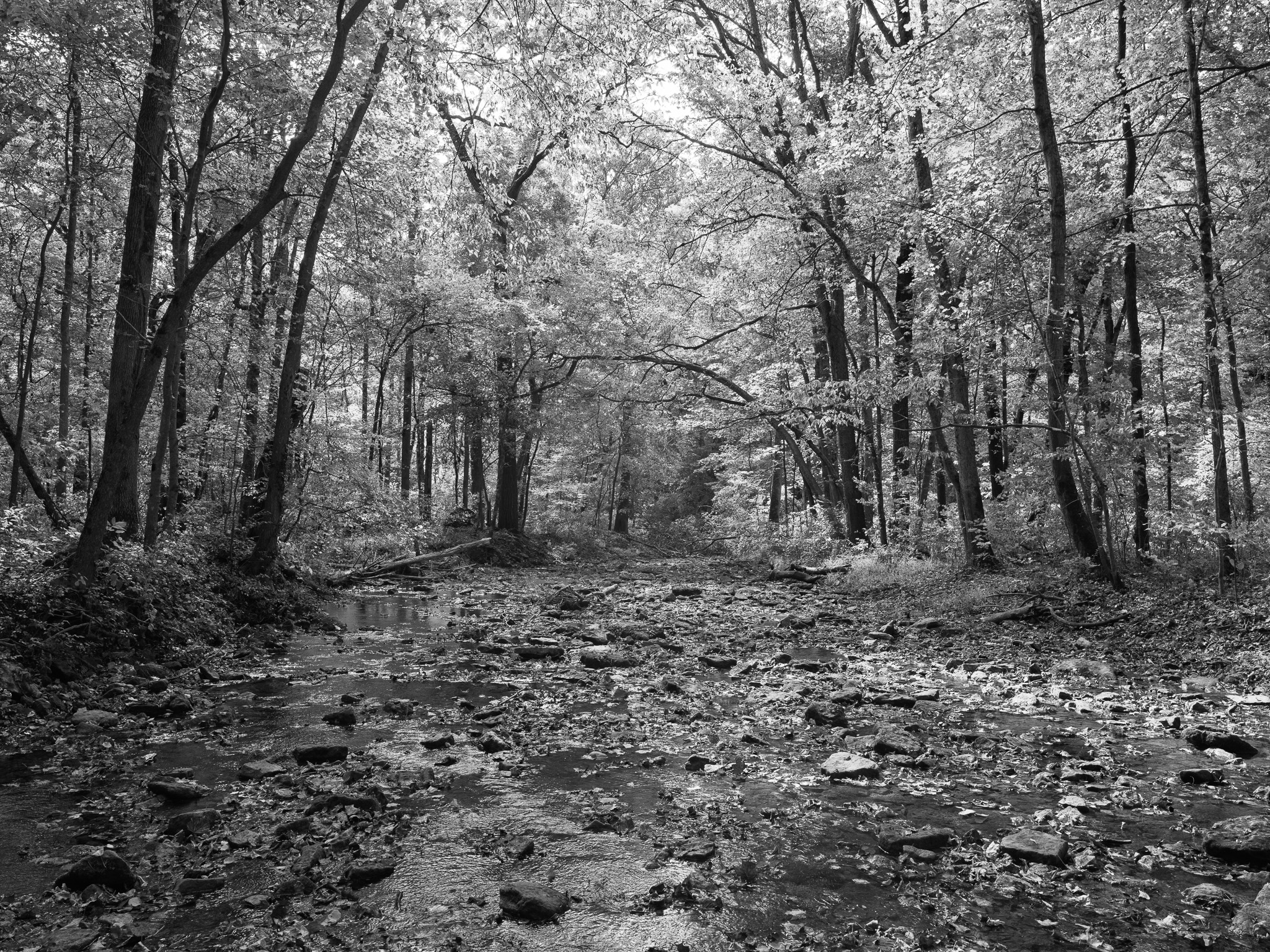 Glen Helen Nature Preserve V