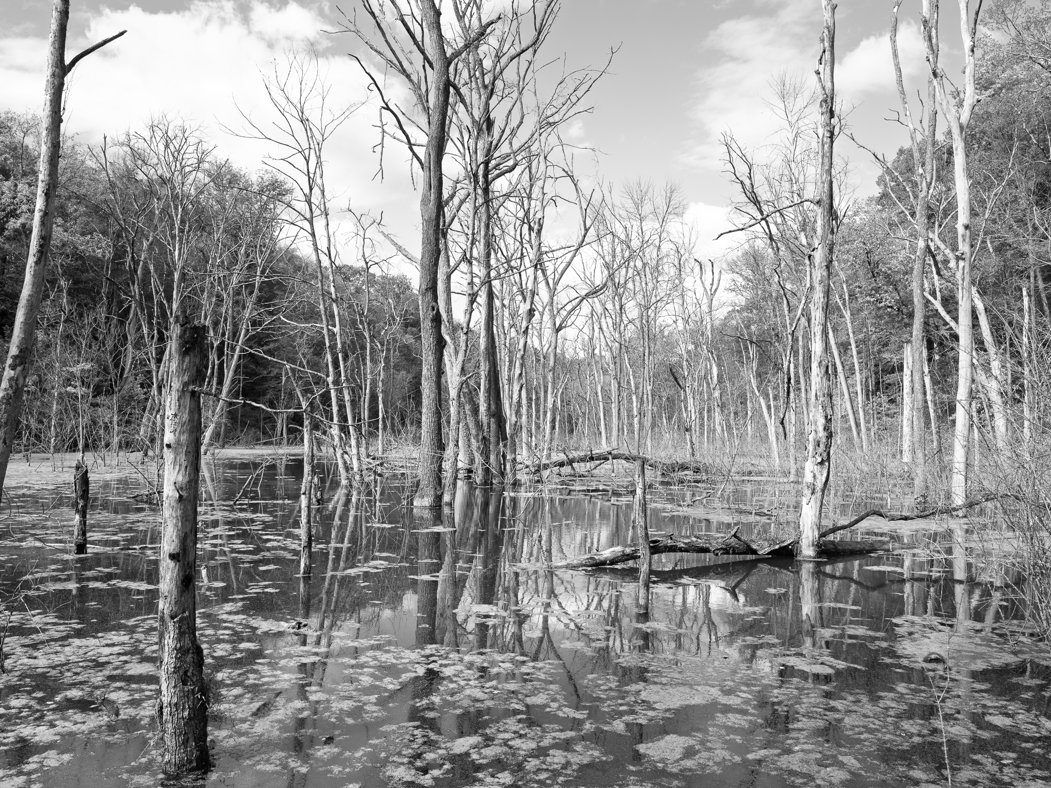 Glen Helen Nature Preserve VI