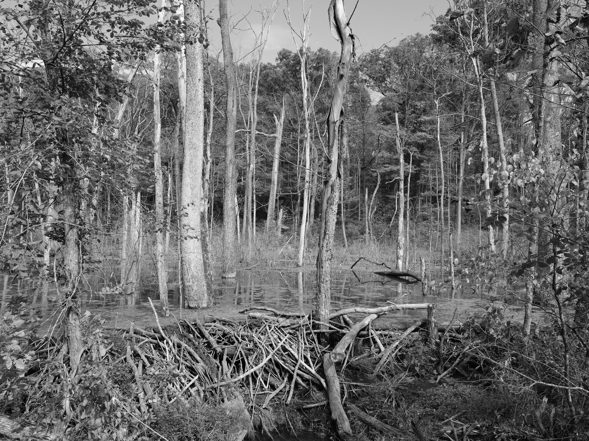 Glen Helen Nature Preserve VII