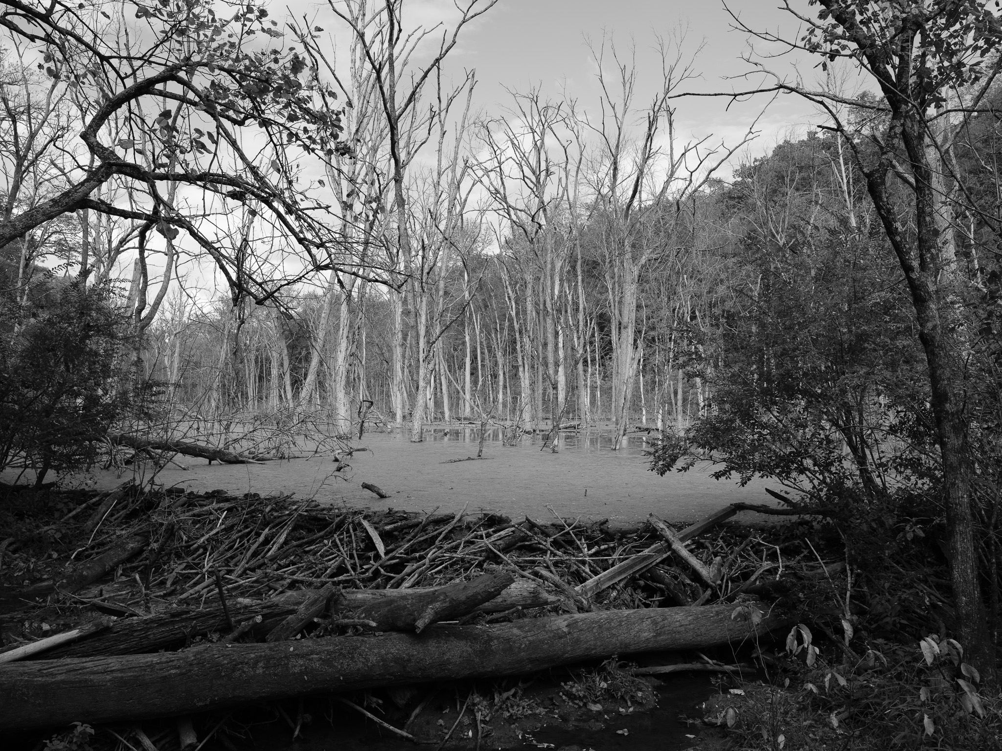 Glen Helen Nature Preserve VIII