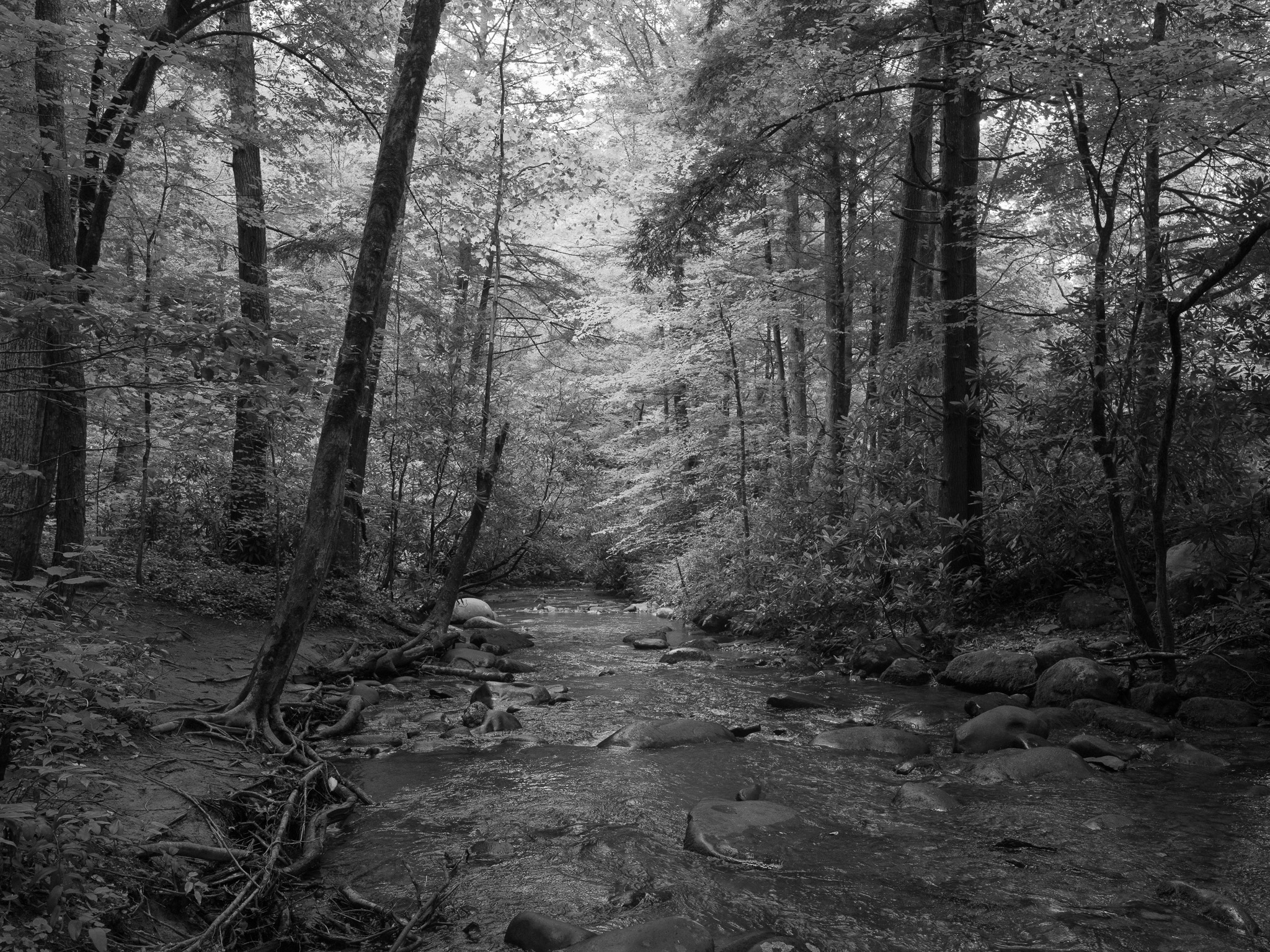 Great Smoky Mountains National Park 5
