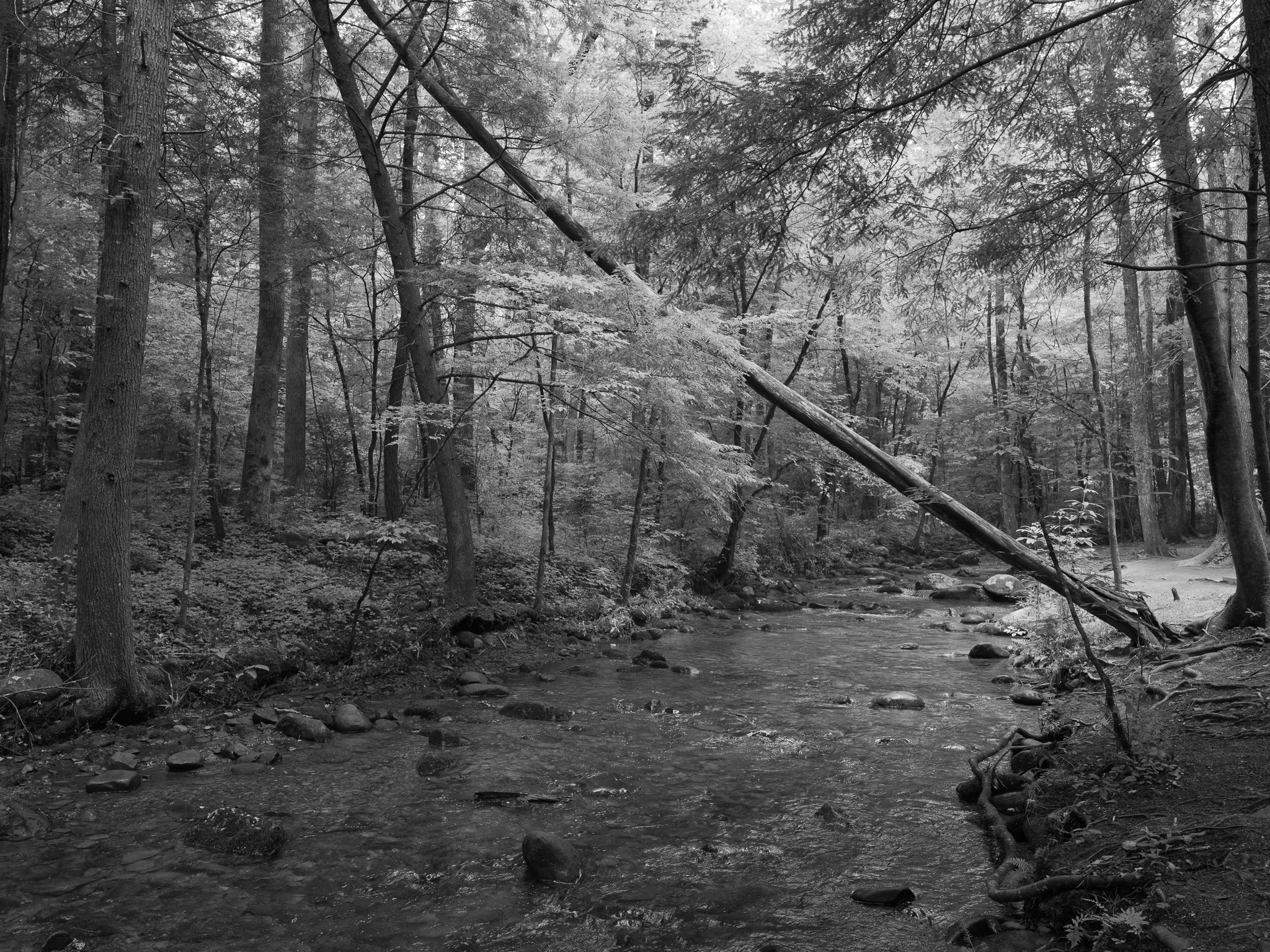 Great Smoky Mountains National Park 6