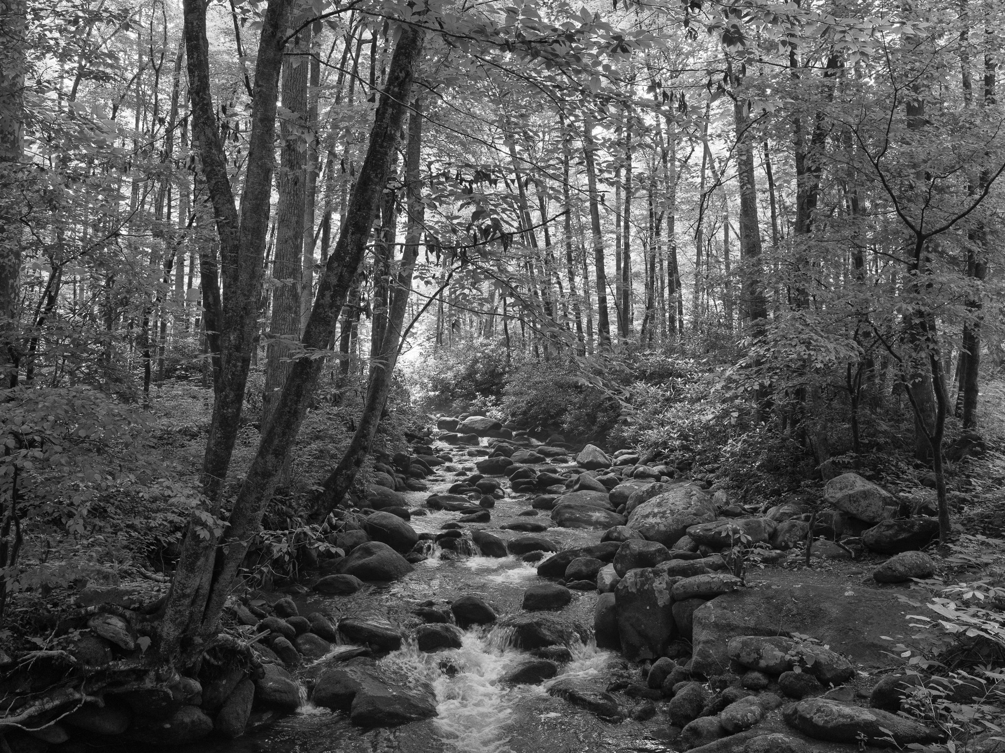 Great Smoky Mountains National Park 7