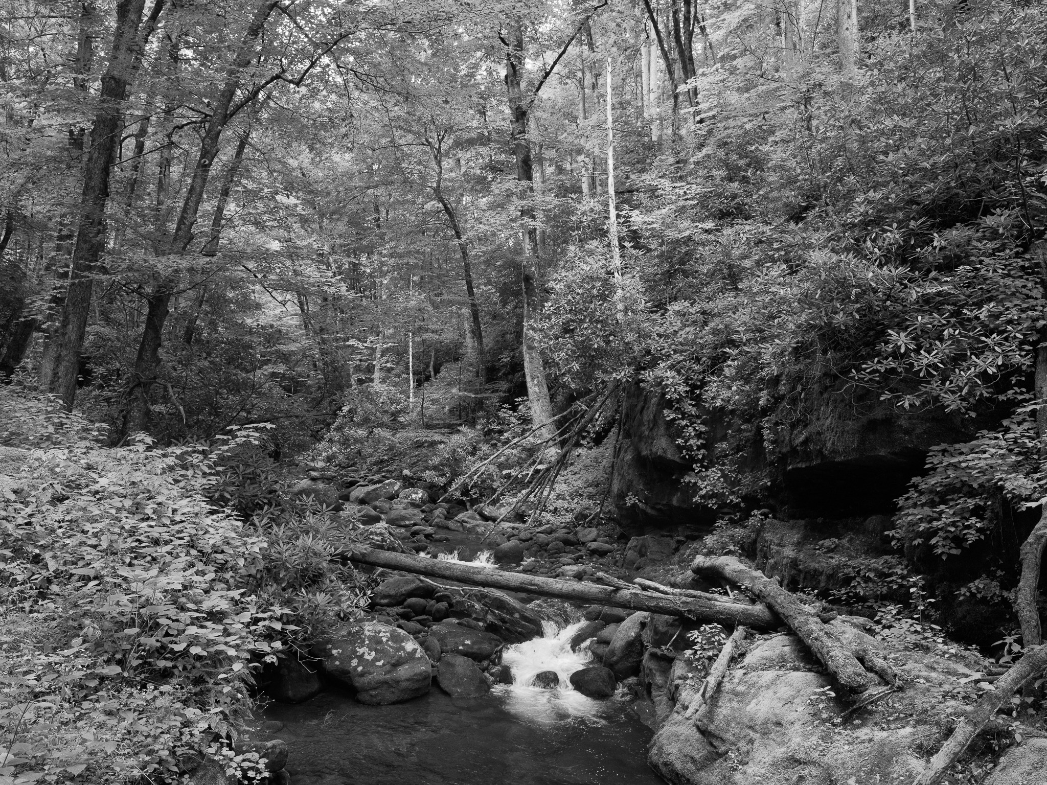 Great Smoky Mountains National Park 8