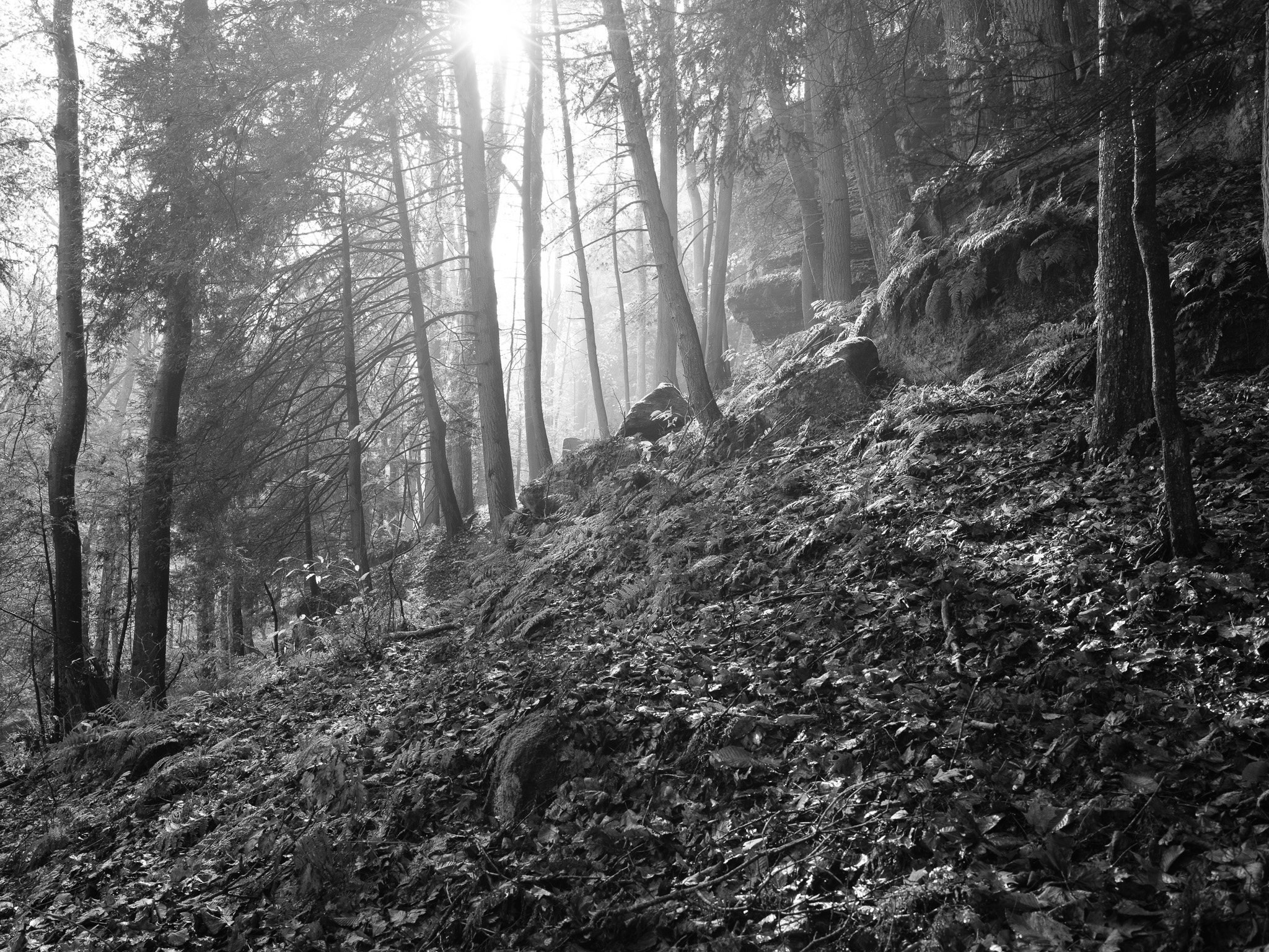 Hocking Hills State Park I