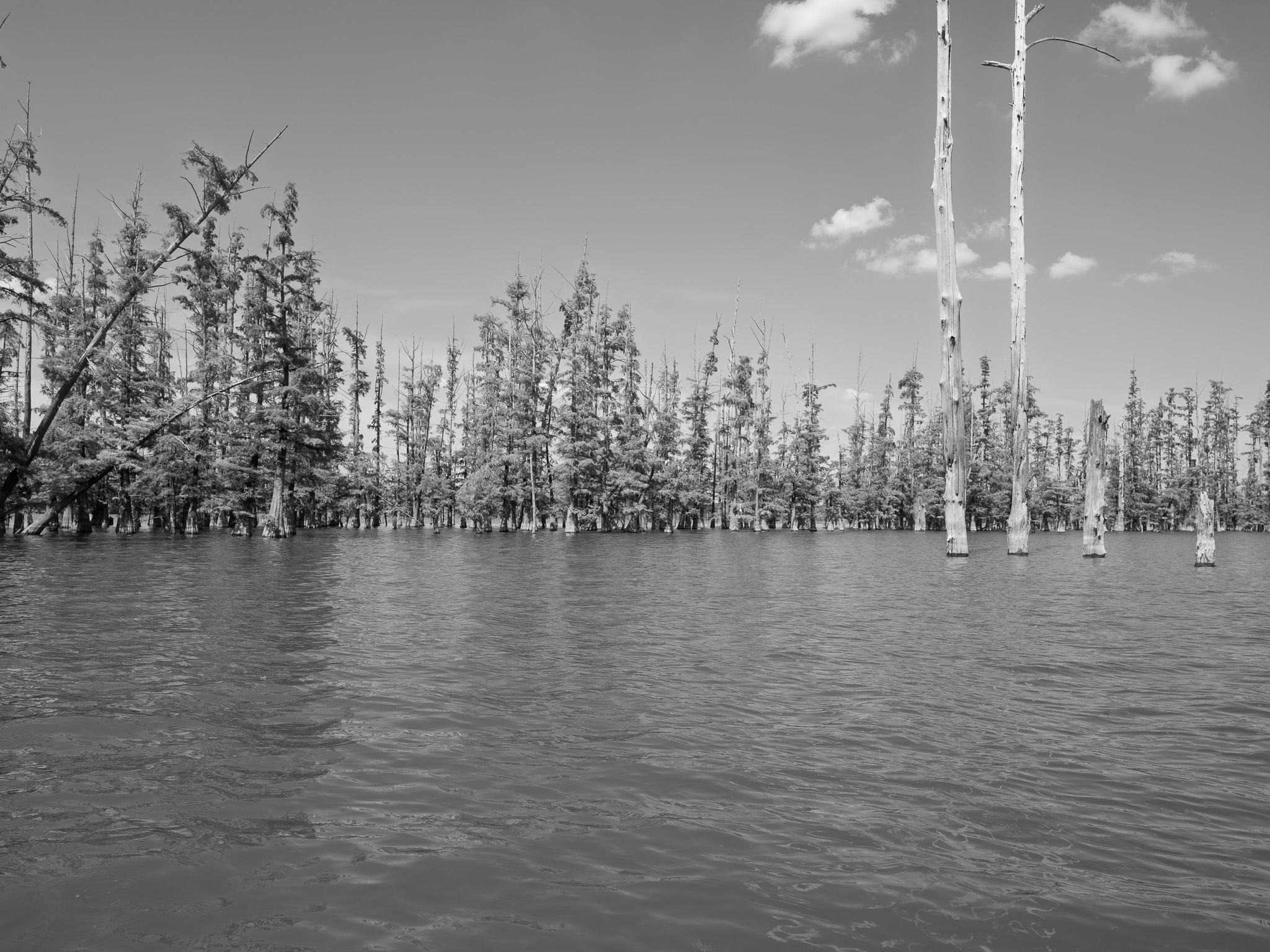 Hovey Lake Fish and Wildlife Area 4