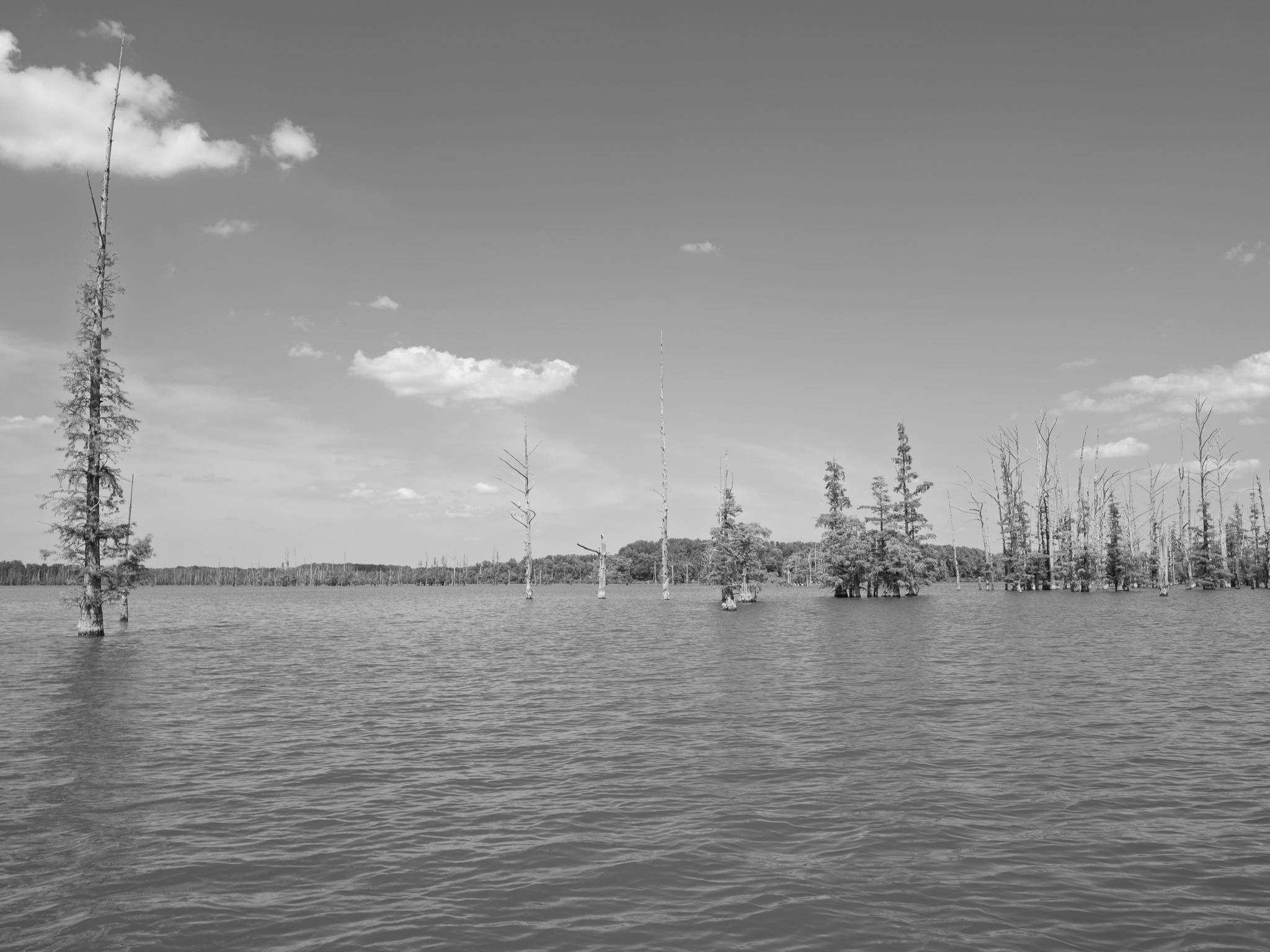 Hovey Lake Fish and Wildlife Area 7