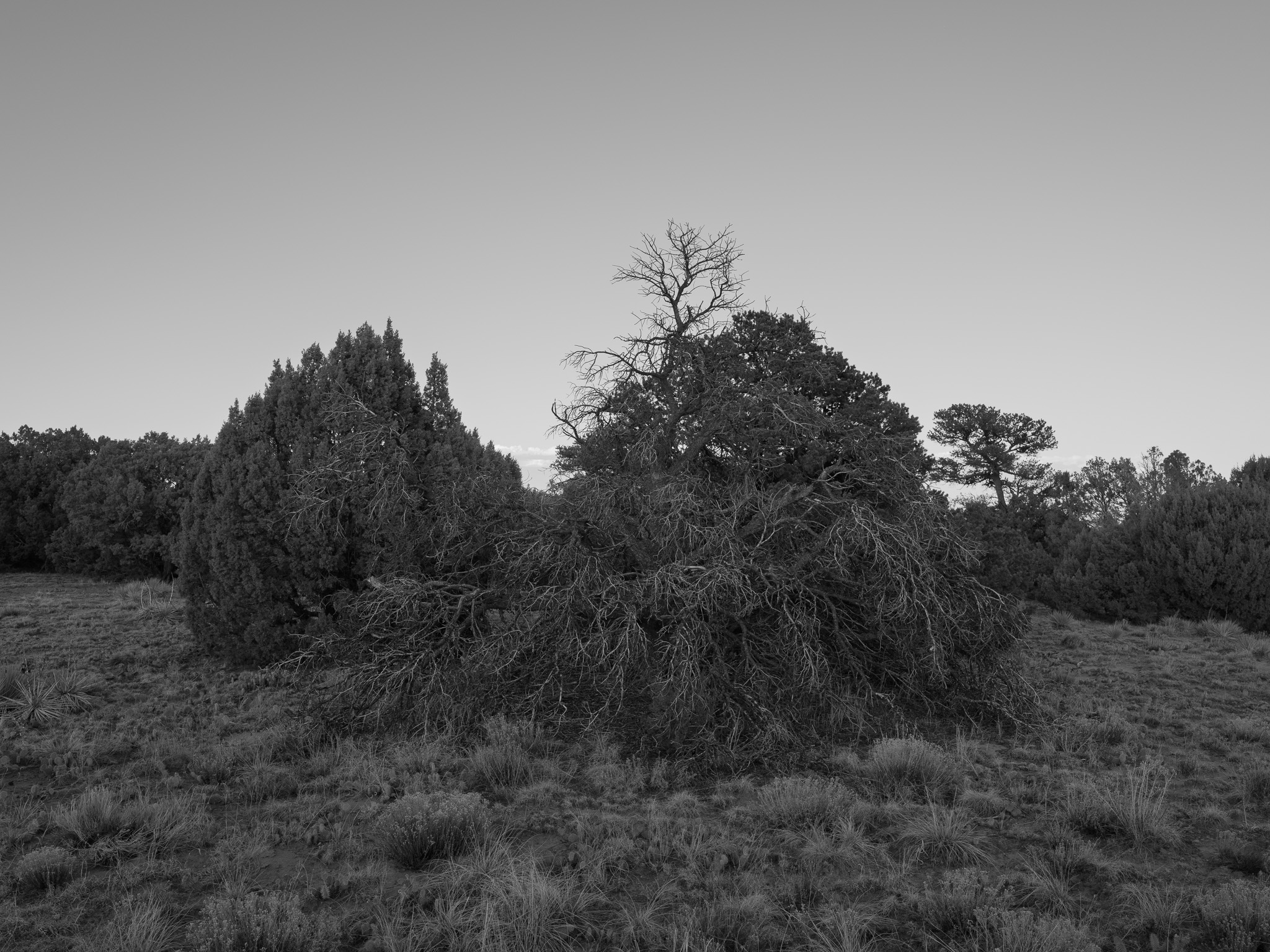 Lathrop State Park 1