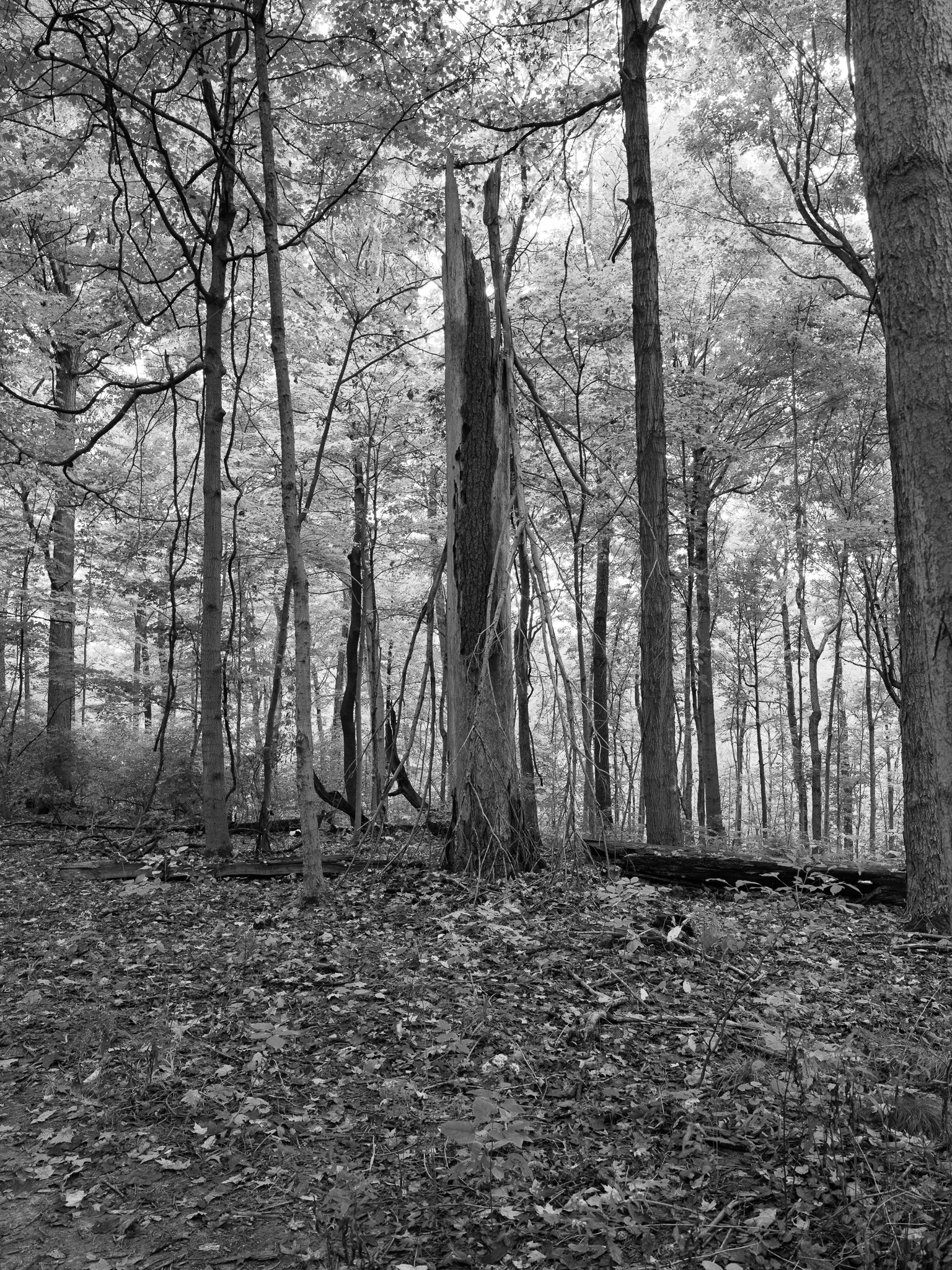 Mount Airy Forest I