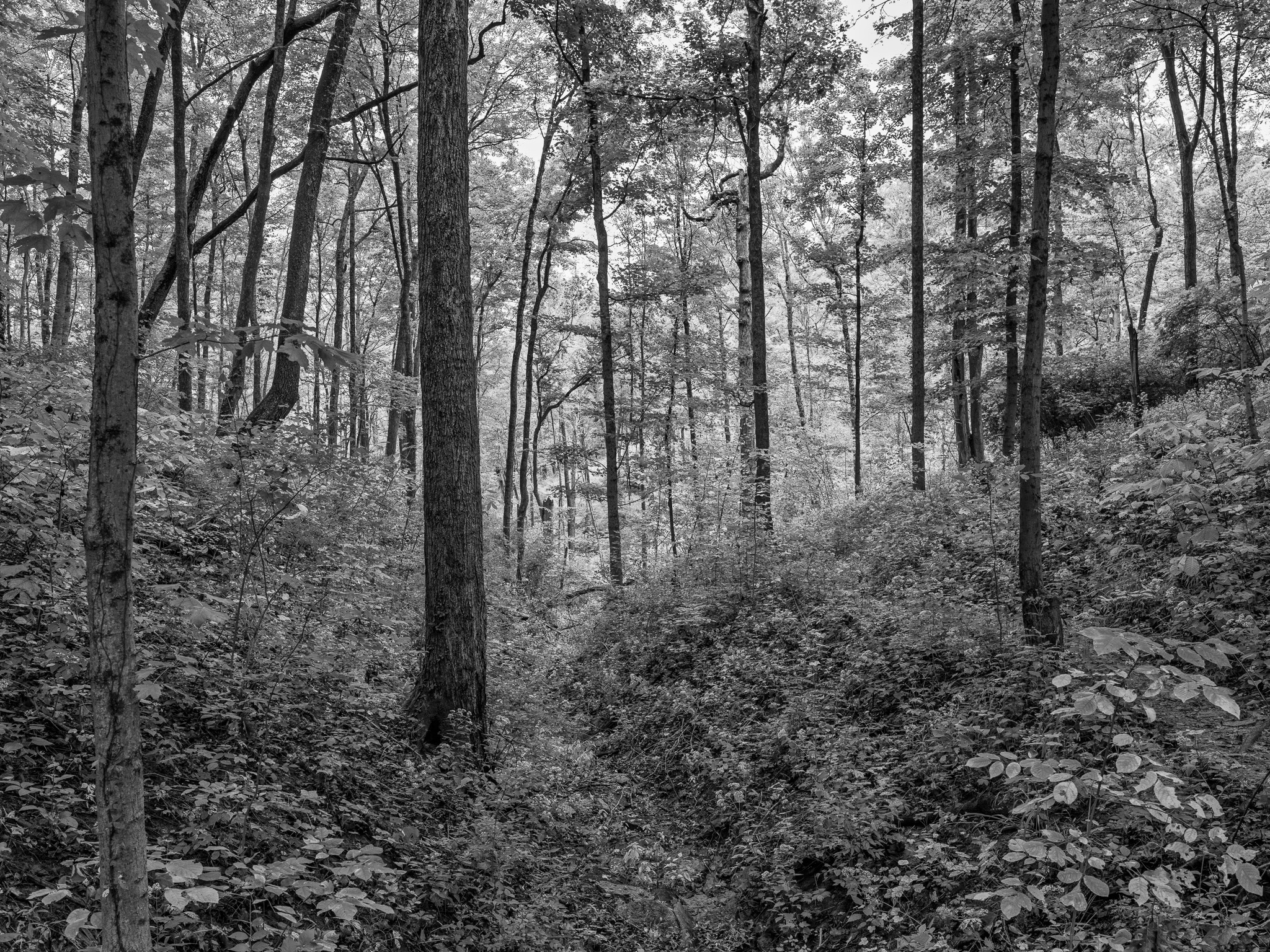 Mount Airy Forest III