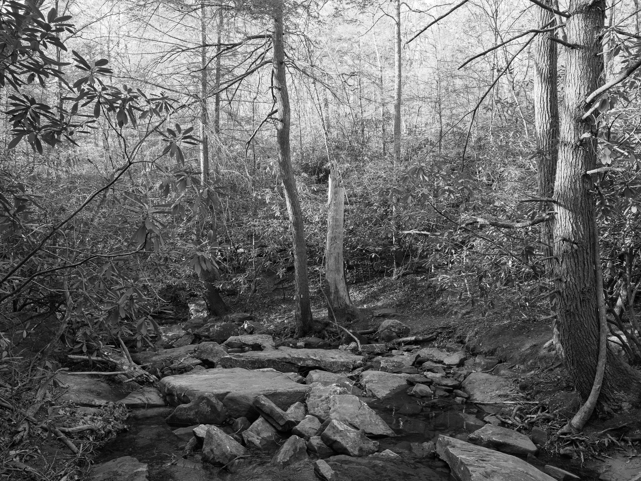 New River Gorge National Park and Preserve III