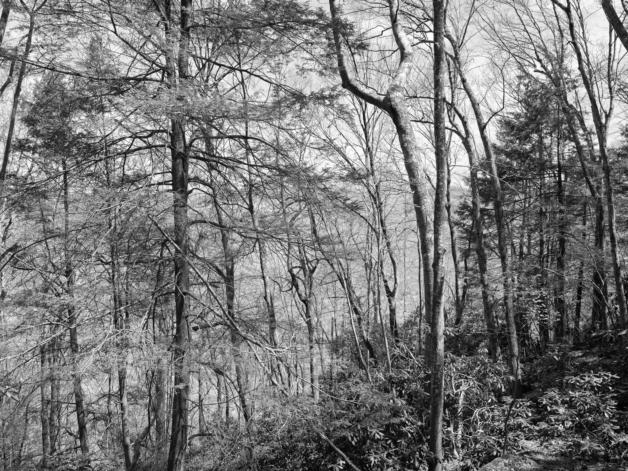 New River Gorge National Park and Preserve X