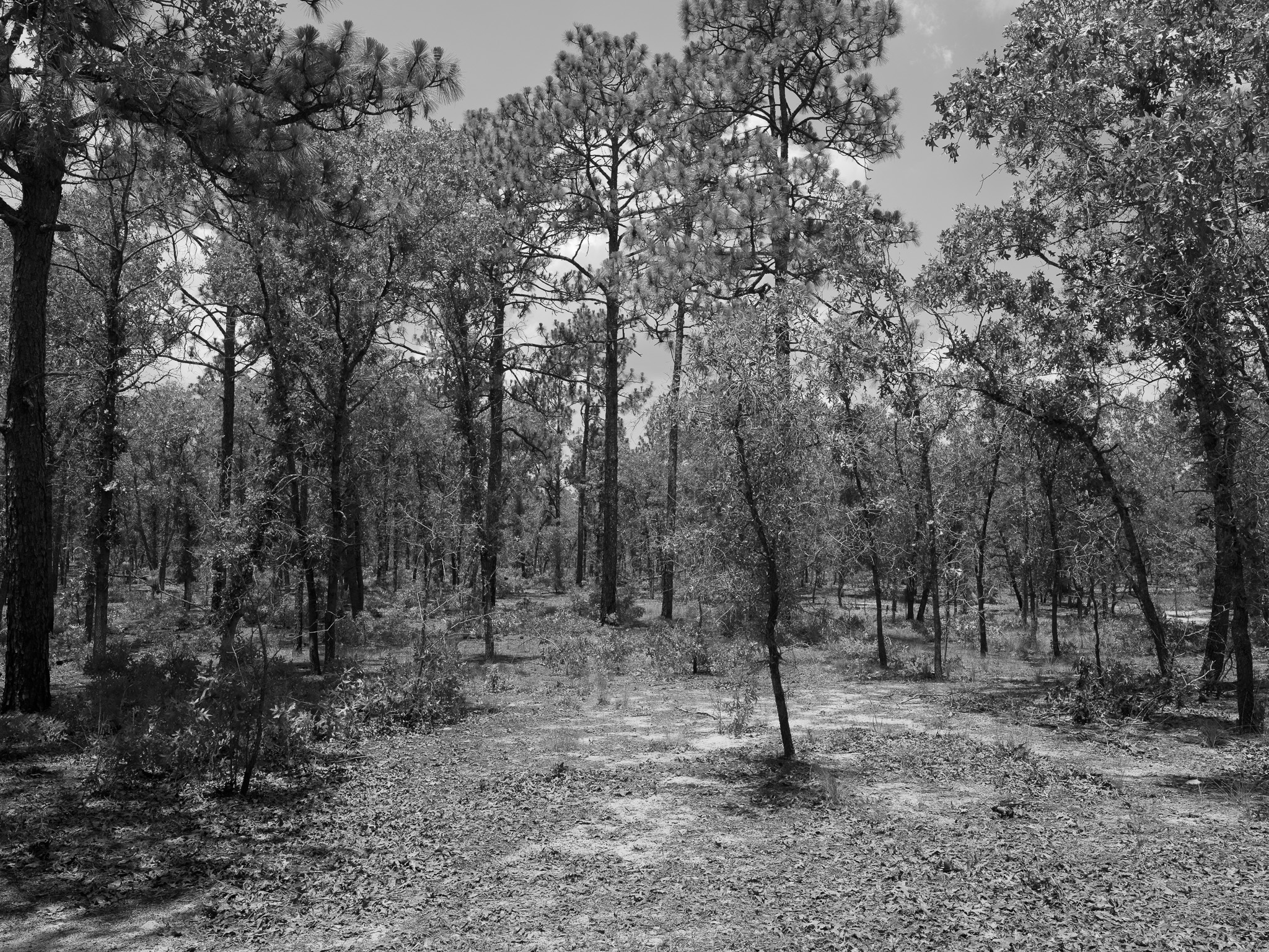 Ohoopee Dunes Wildlife Management Area 1